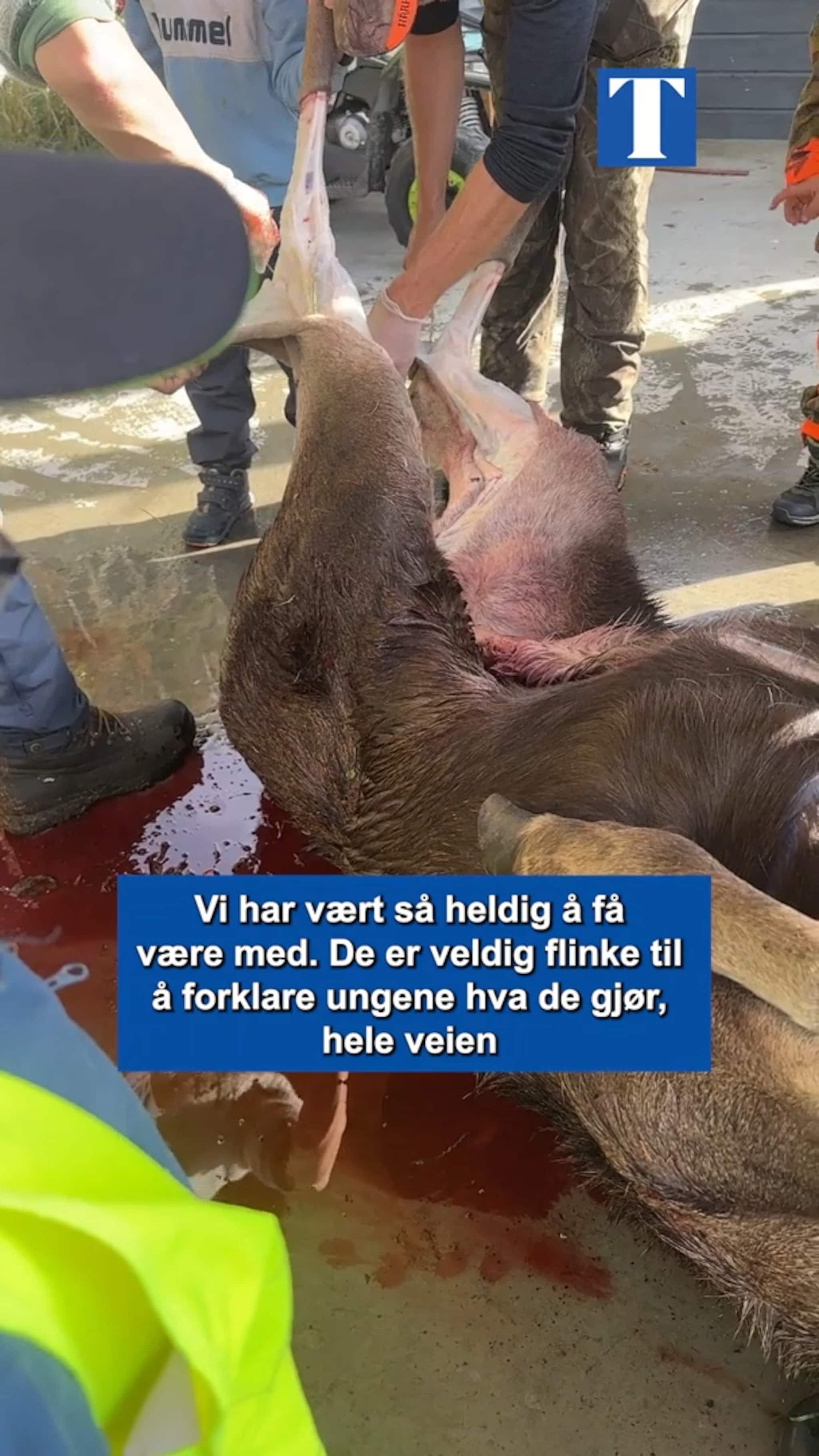 Elgslakt med Hovin barnehage
