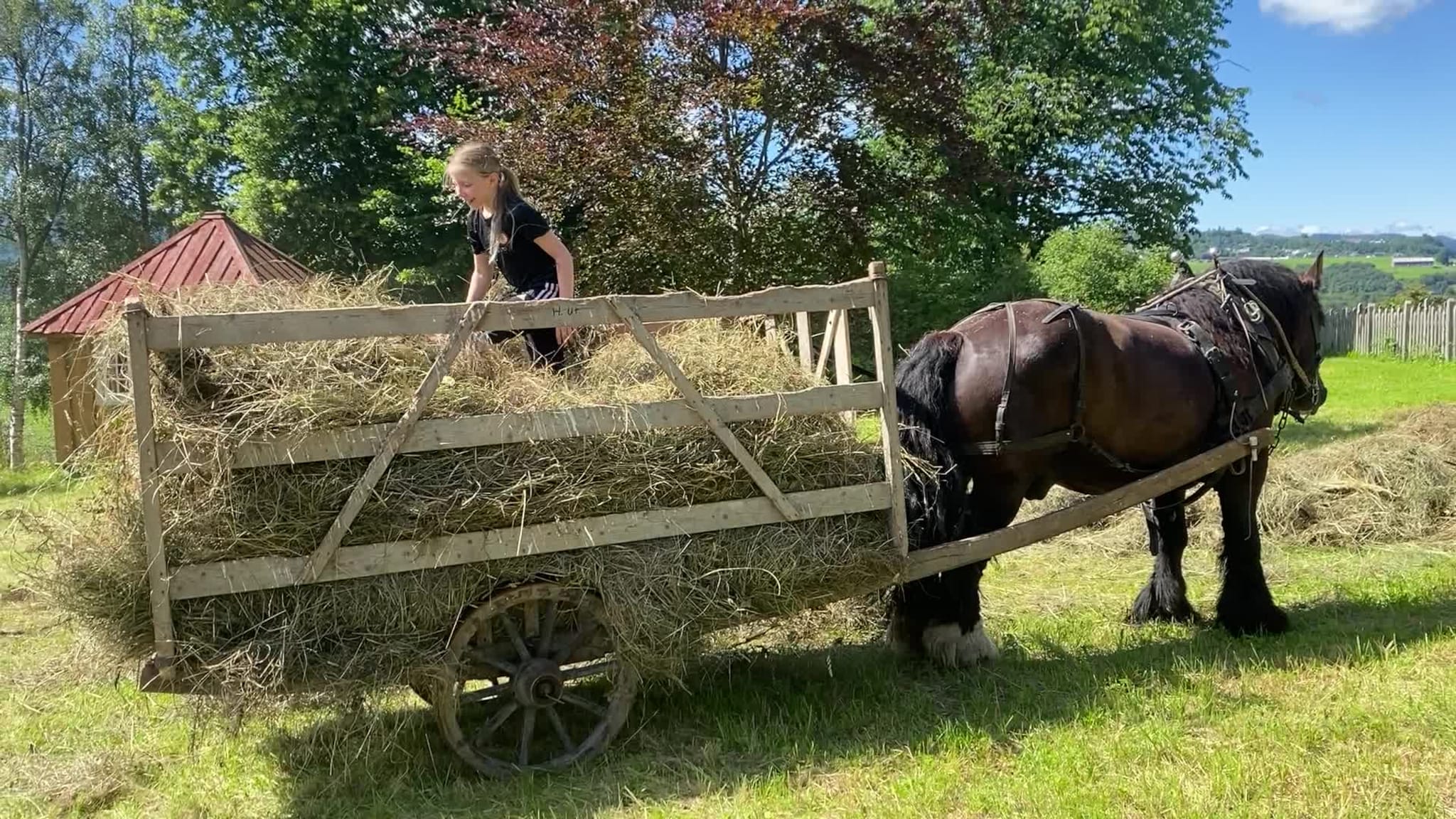 Rakstertaus Sigrid tramper sammen høyet