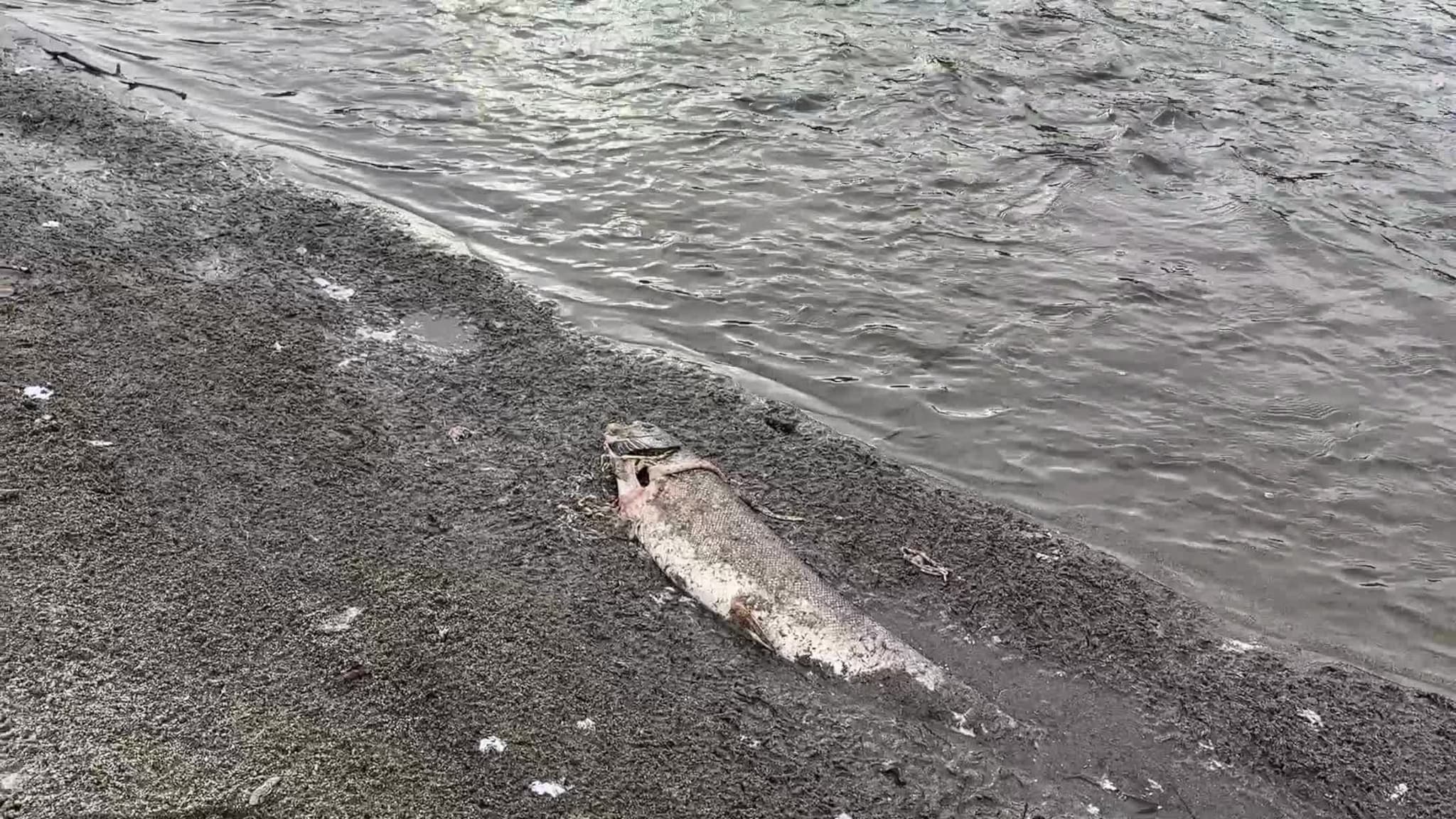 Død laks på Kvål