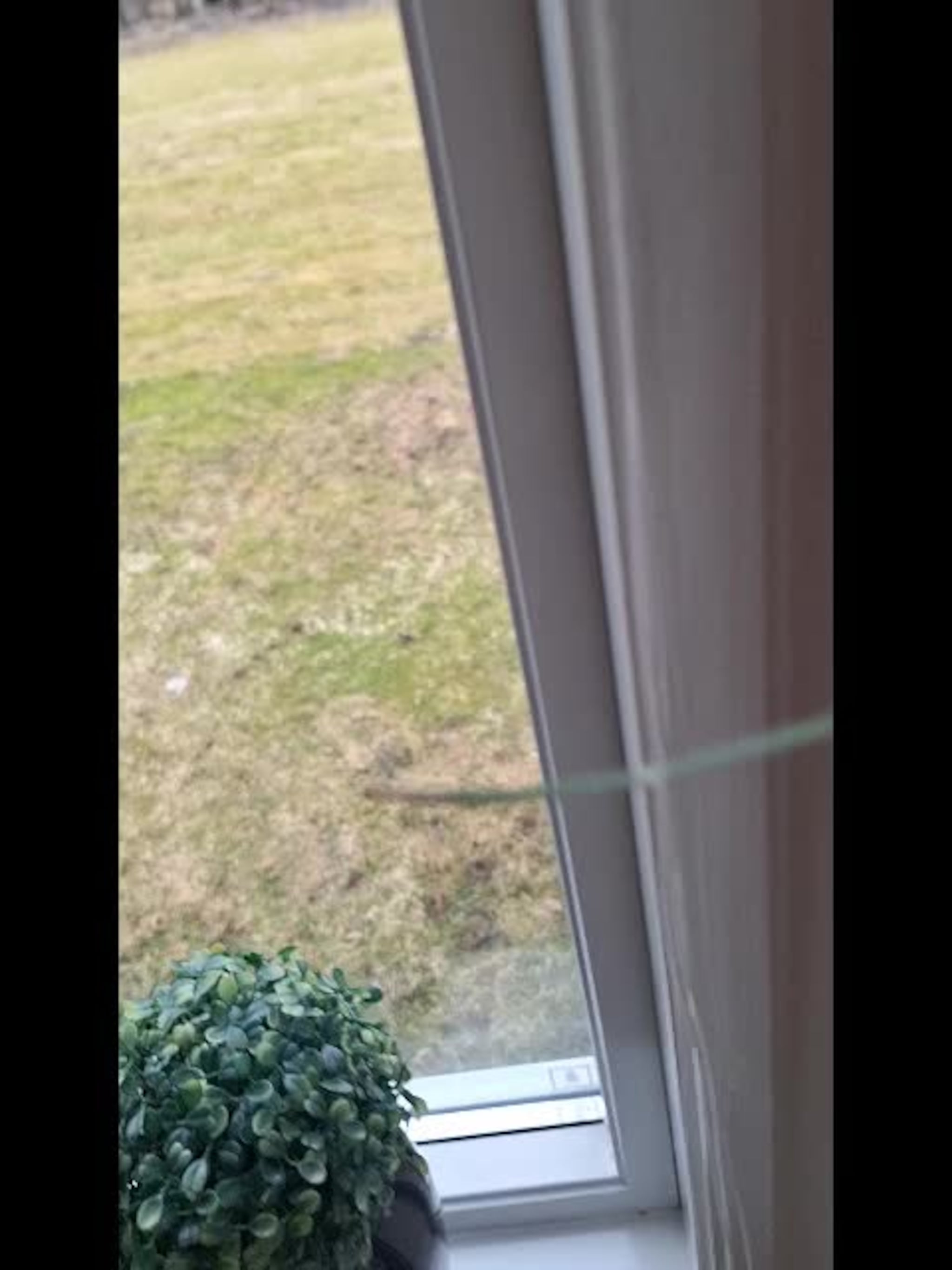 Gaupe i Buvika
