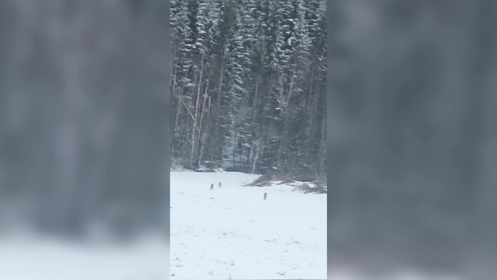 Gauper på Gåsbakken