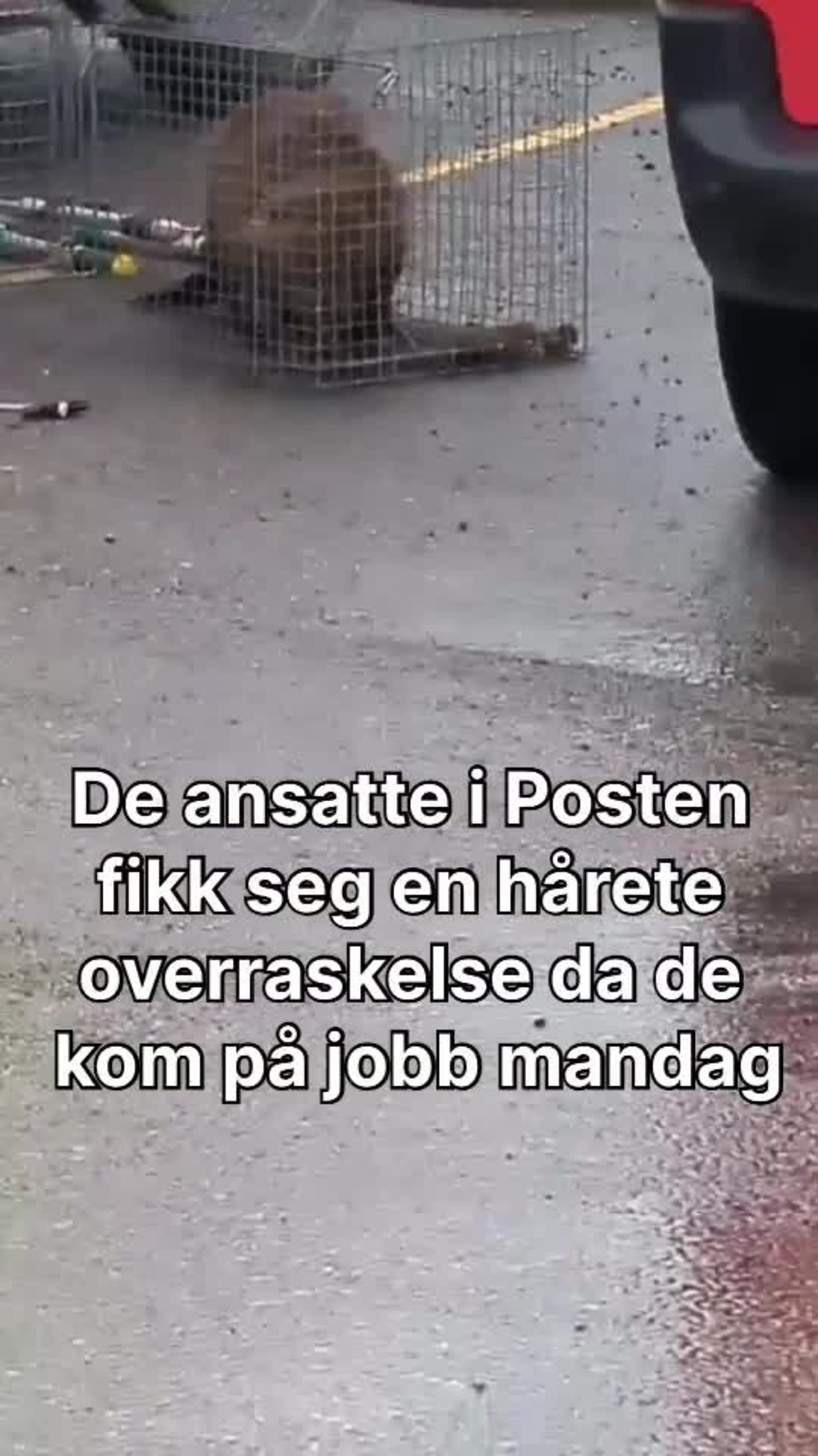 Bever under postbilen