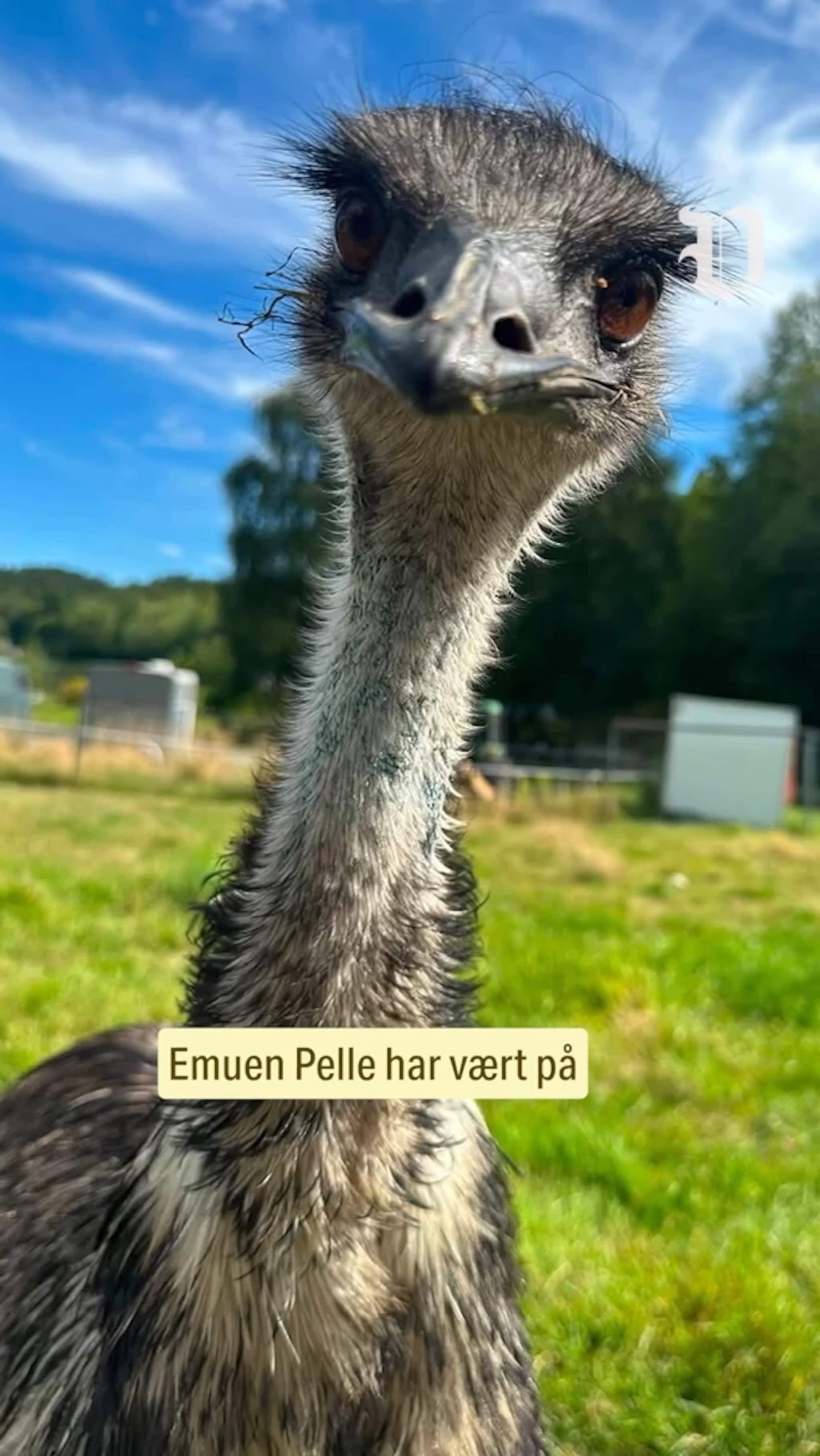 To meter høy og sporløst forsvunnet
