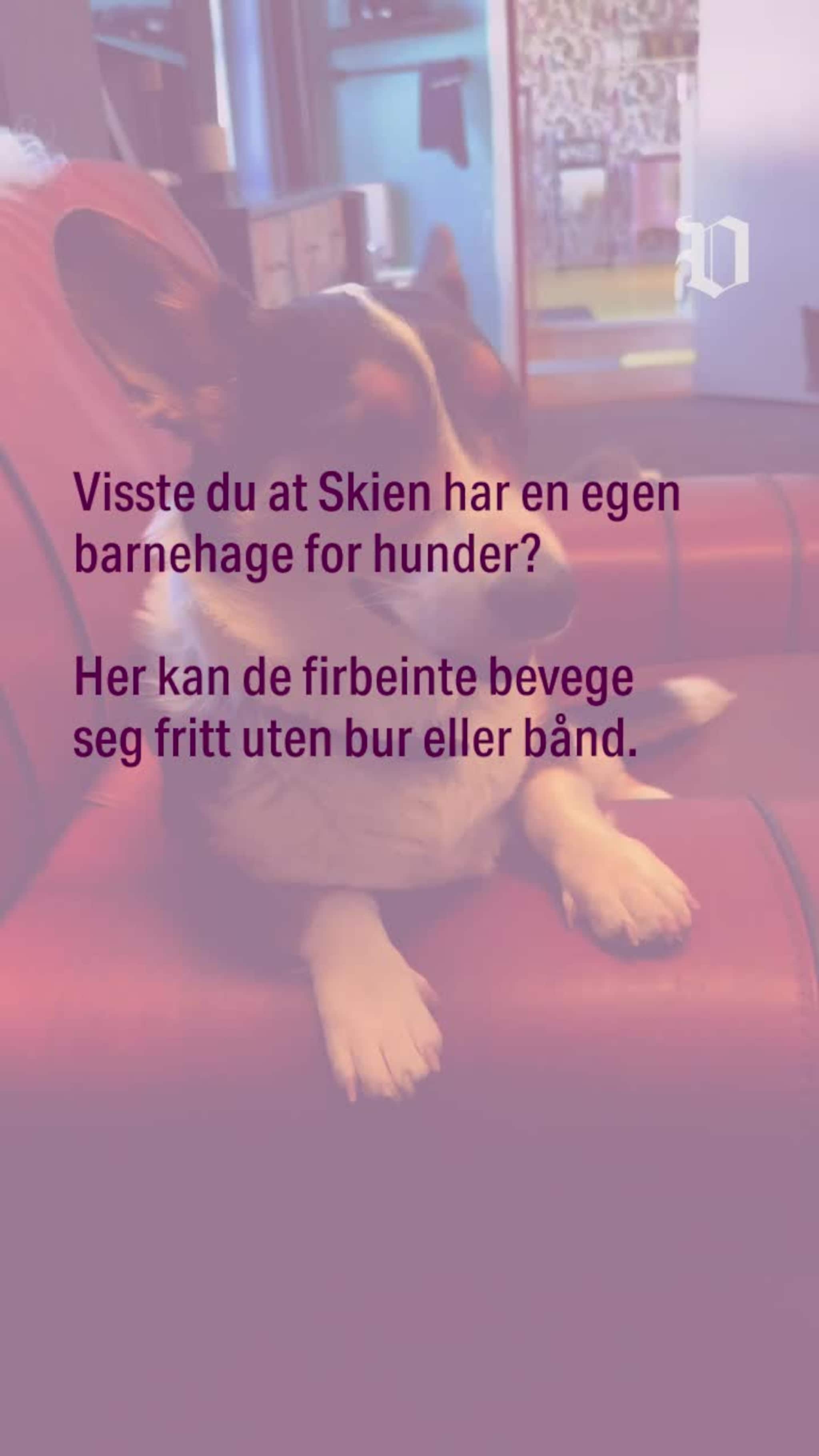 I Skien er det en egen hundebarnehage