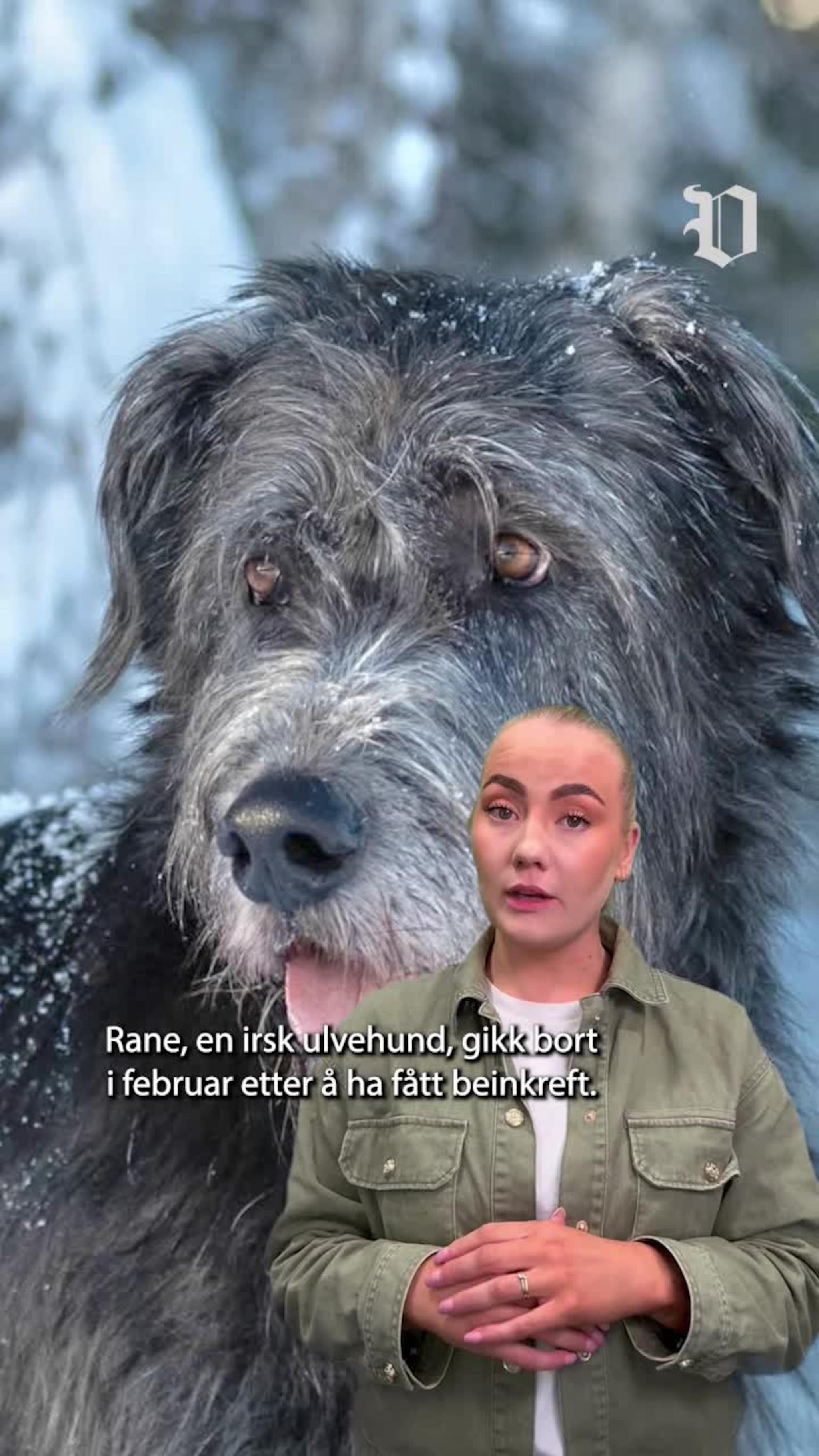 Hunden Rane forsvant i posten