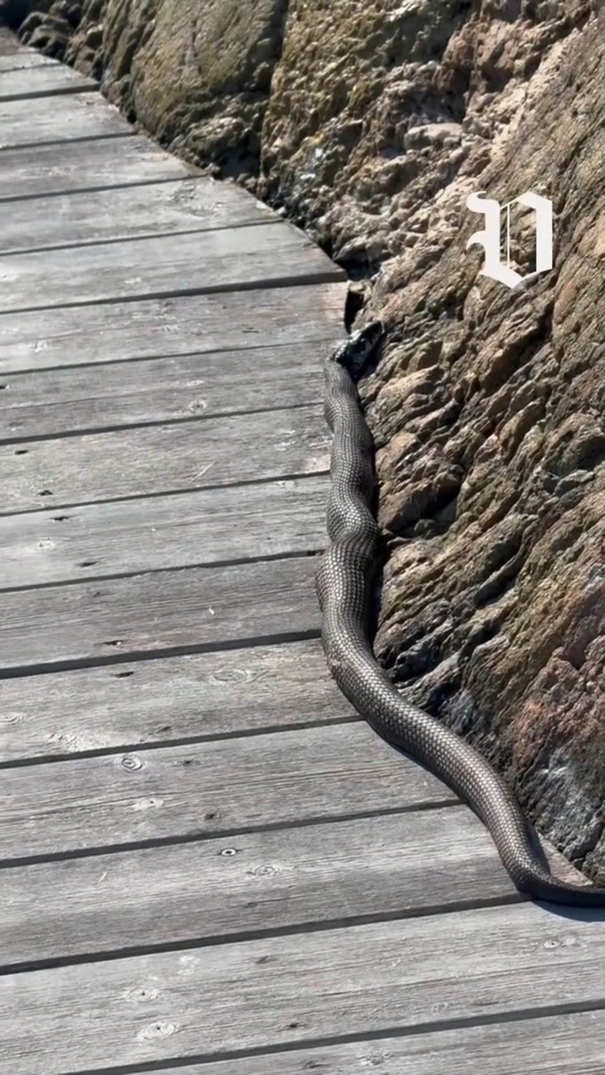 Overrasket av svær orm på brygga