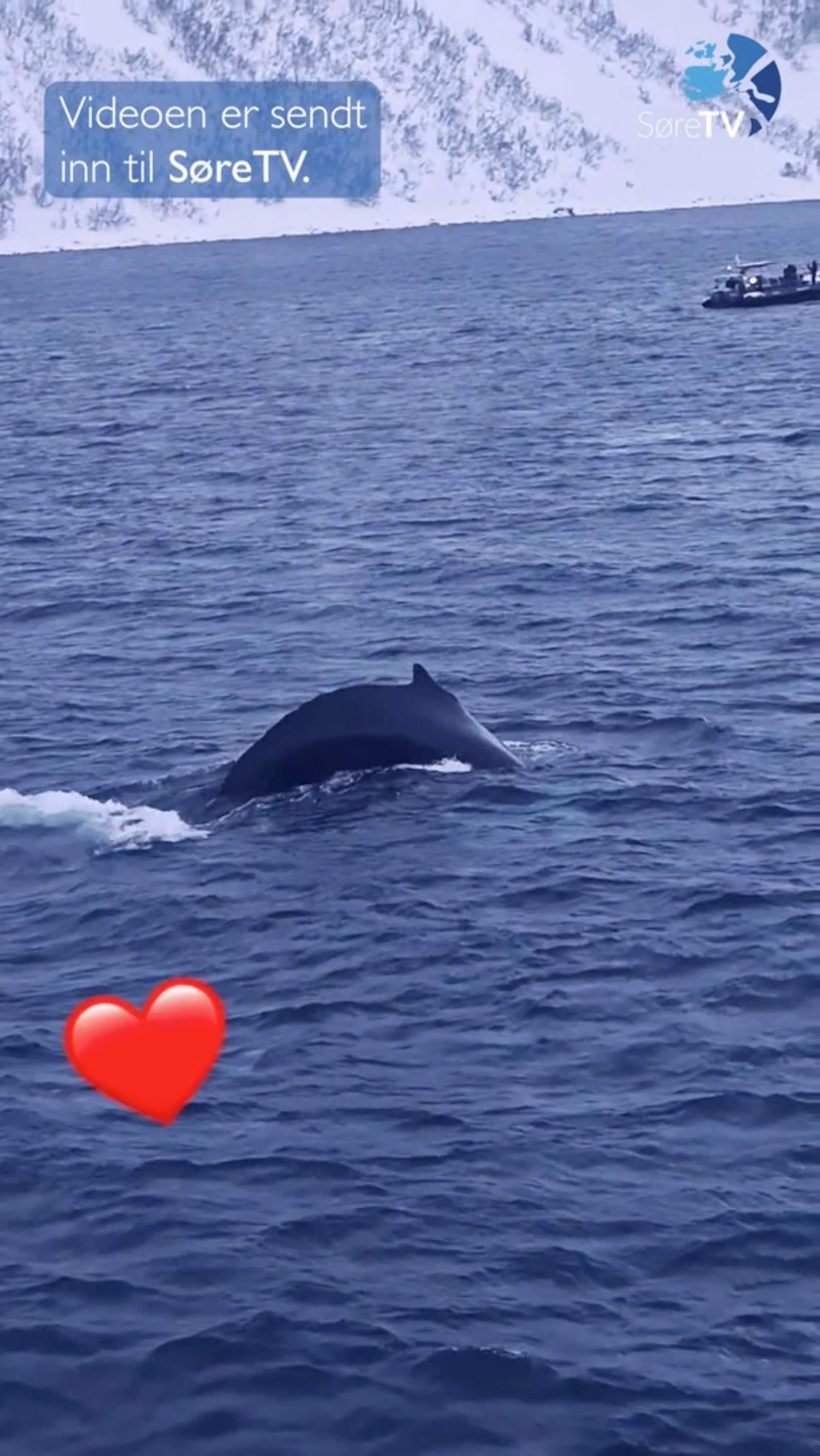 Fekk knølkvalen tett på sida