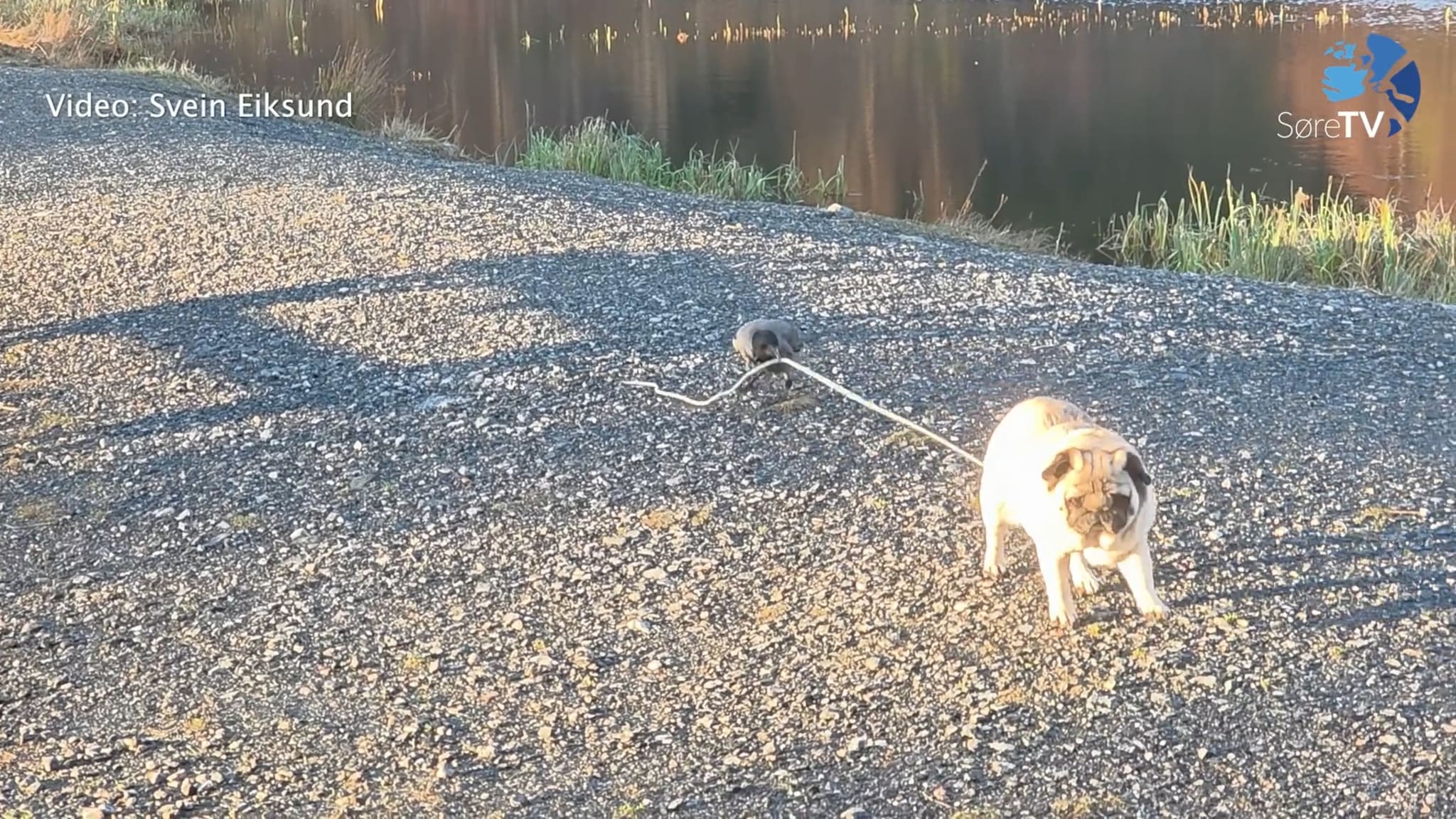 Her går kråka på tur med Molly