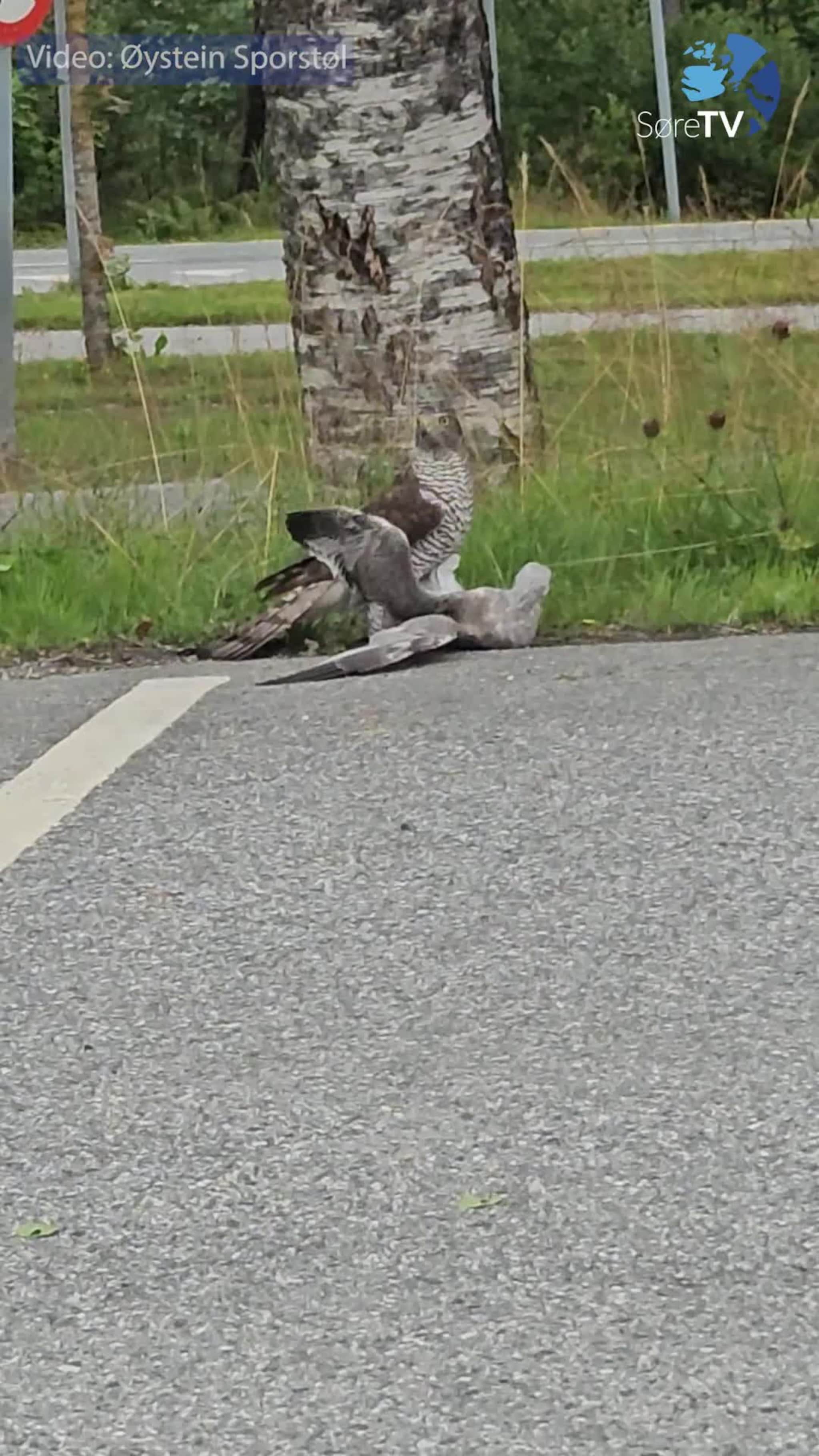 Sjå hønsehauken ta ein måse