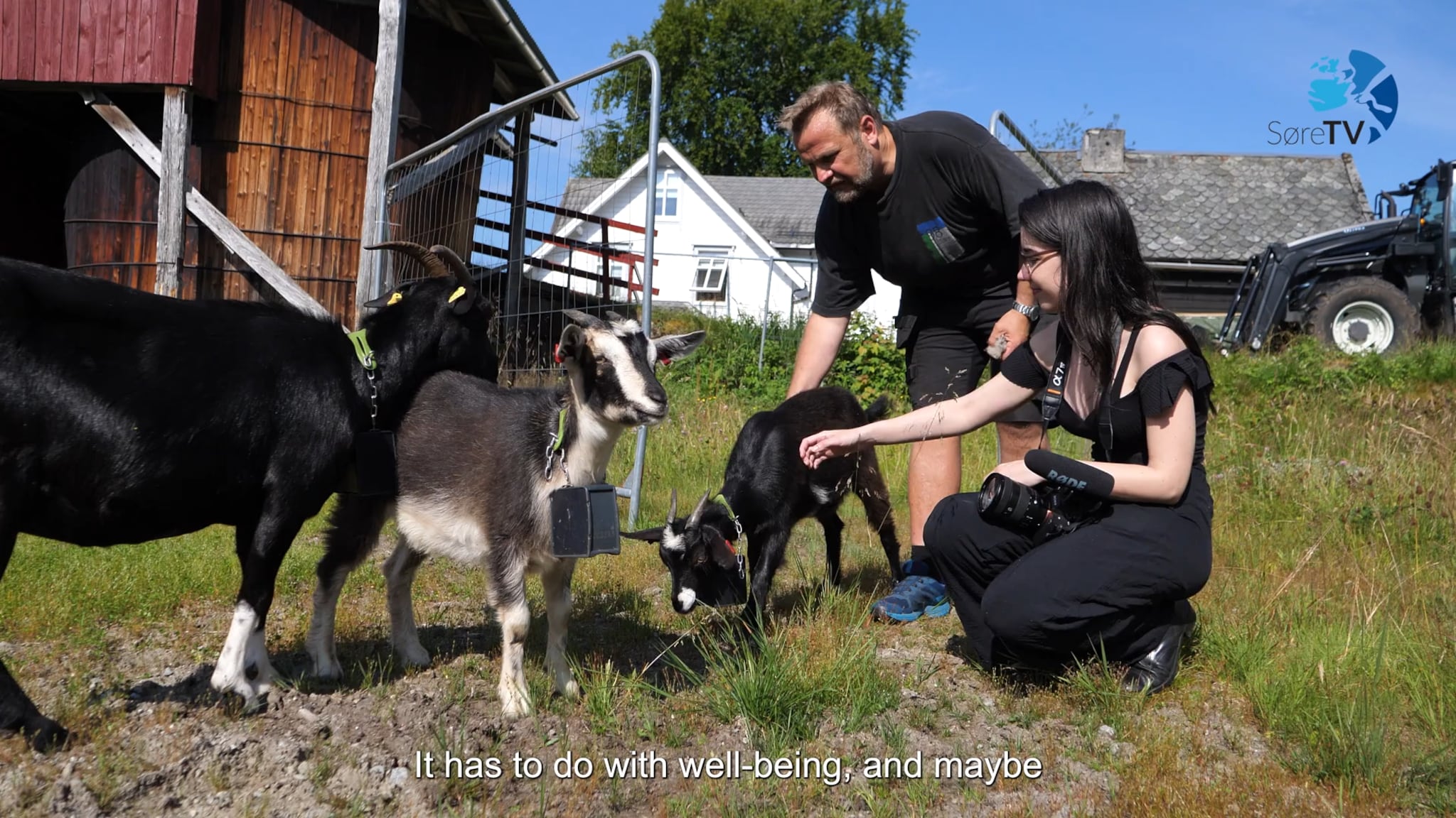 Farm Stories: the rent-a-goat business