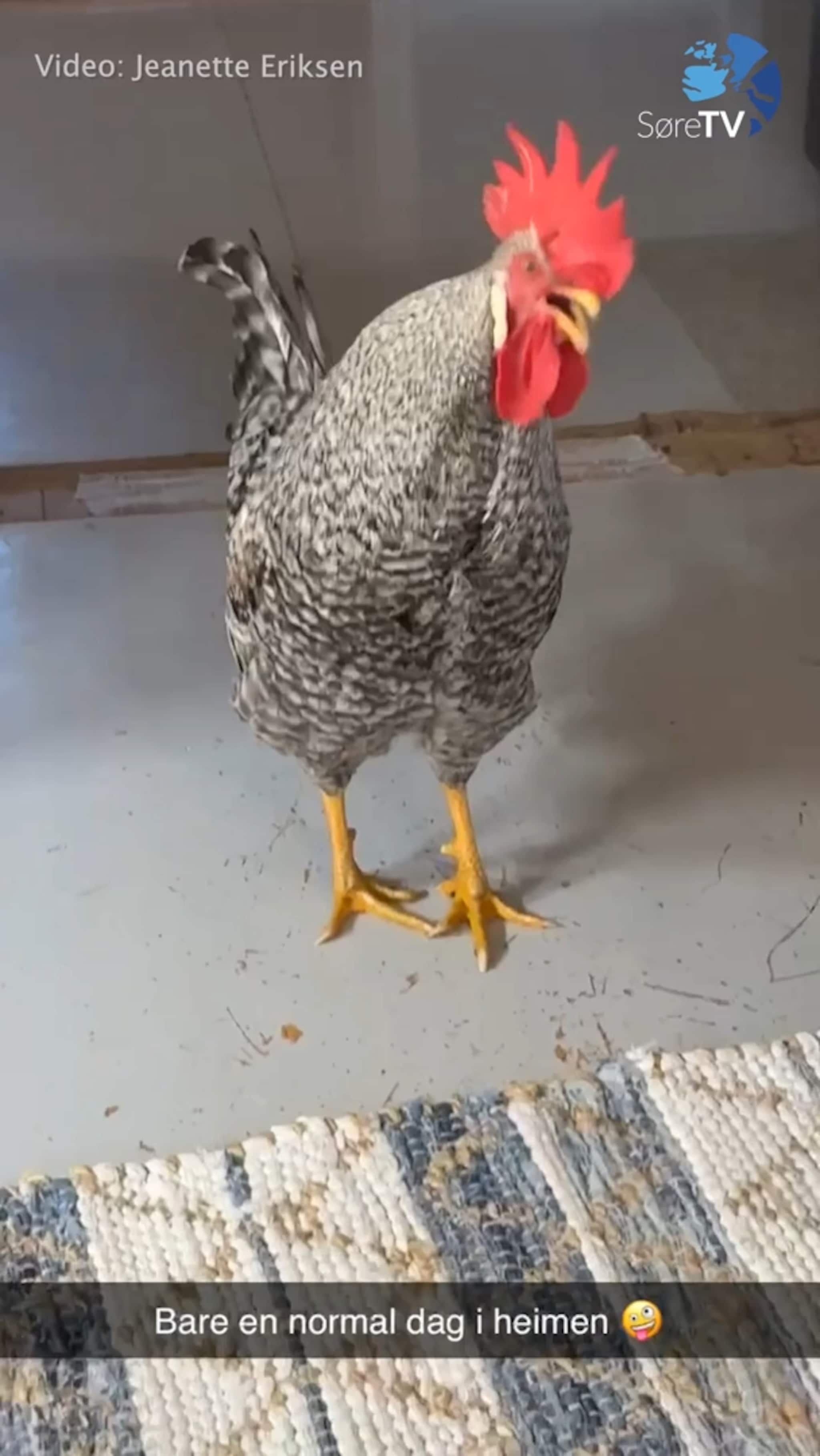 Sjekk ut Kaptein Kakkel på kjøkkenet