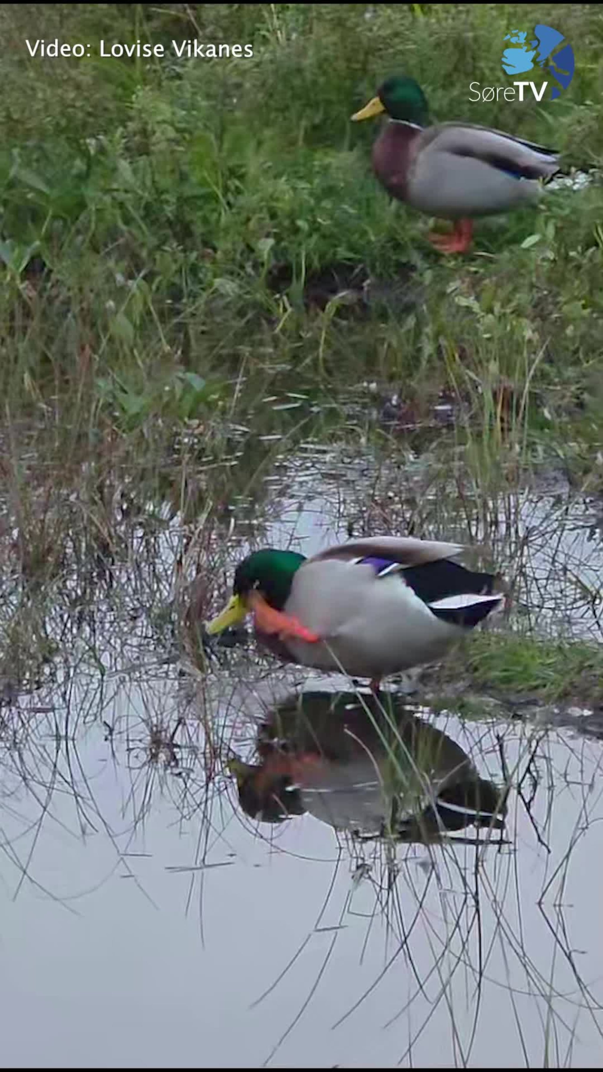 Vart vitne til andebreaking