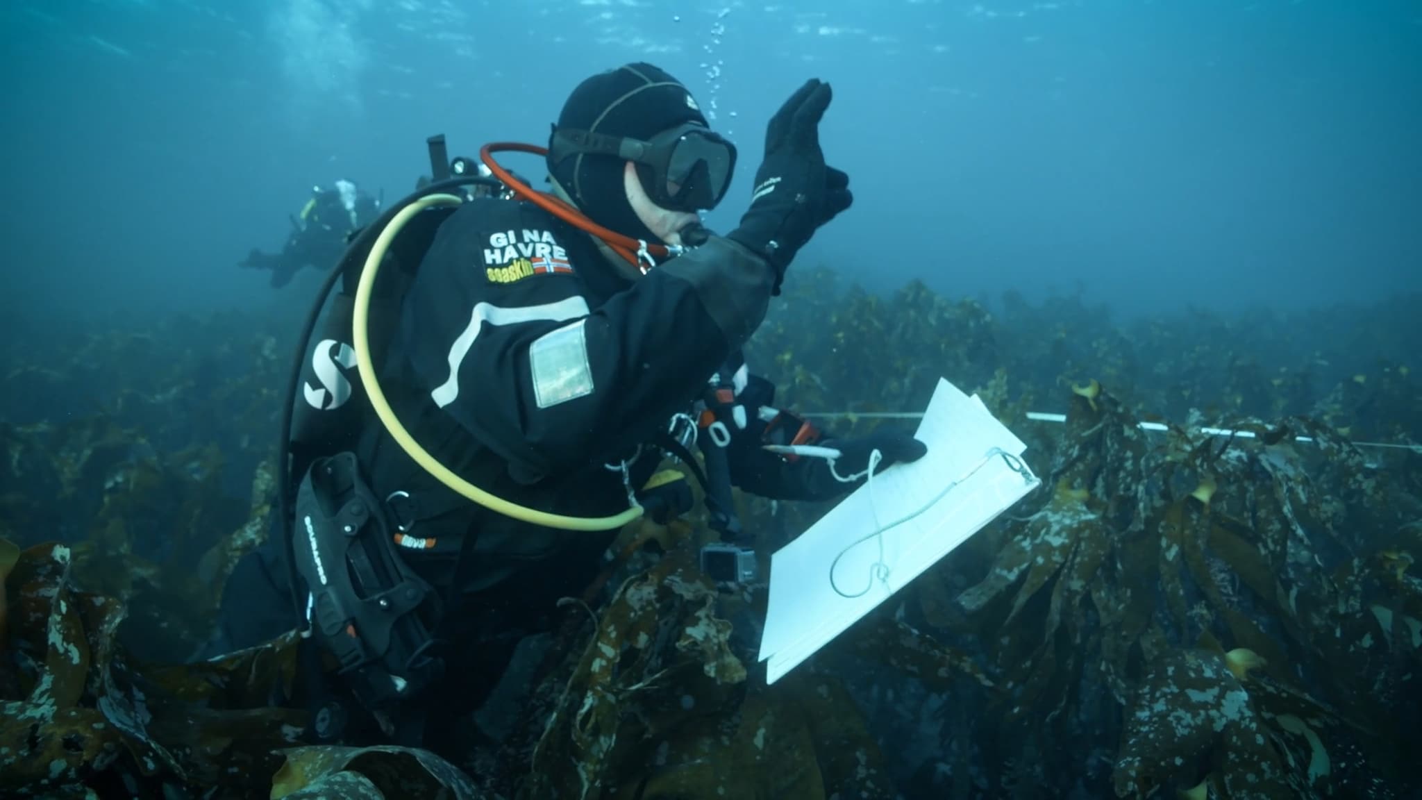 Lokale dykkarar er med i pilotprosjekt