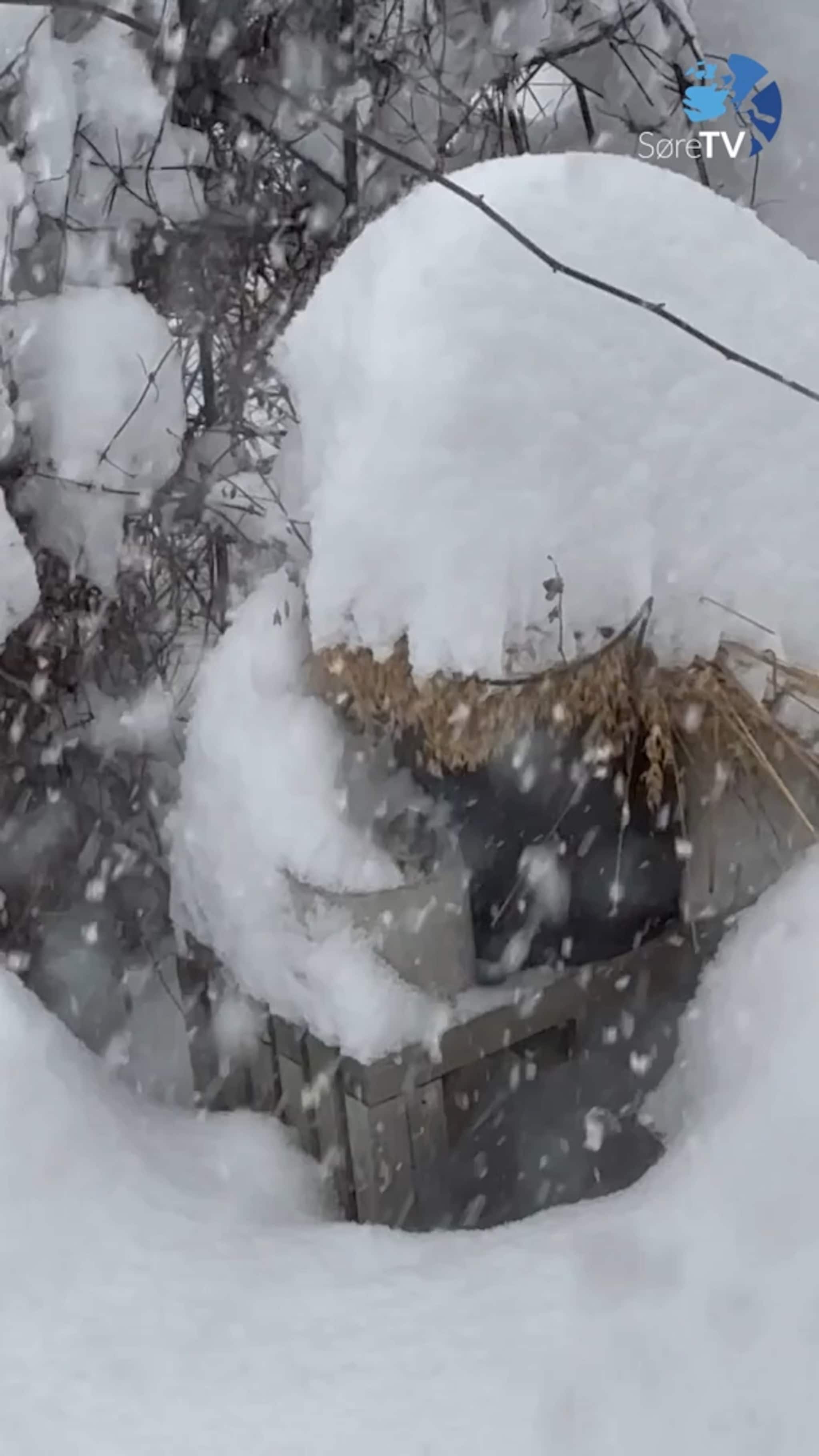 Finn seg mat under snøen