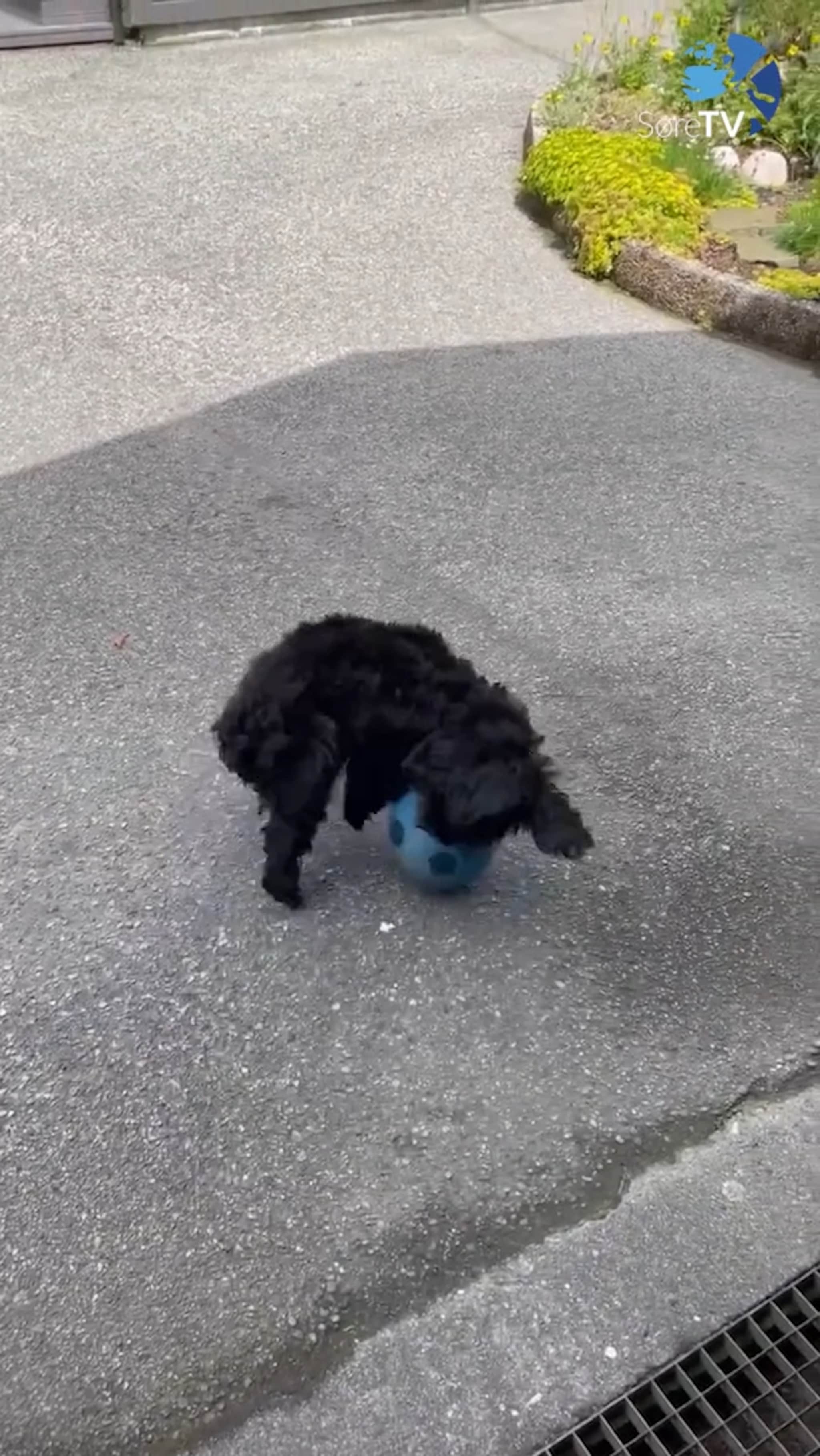 Bob driblar ball