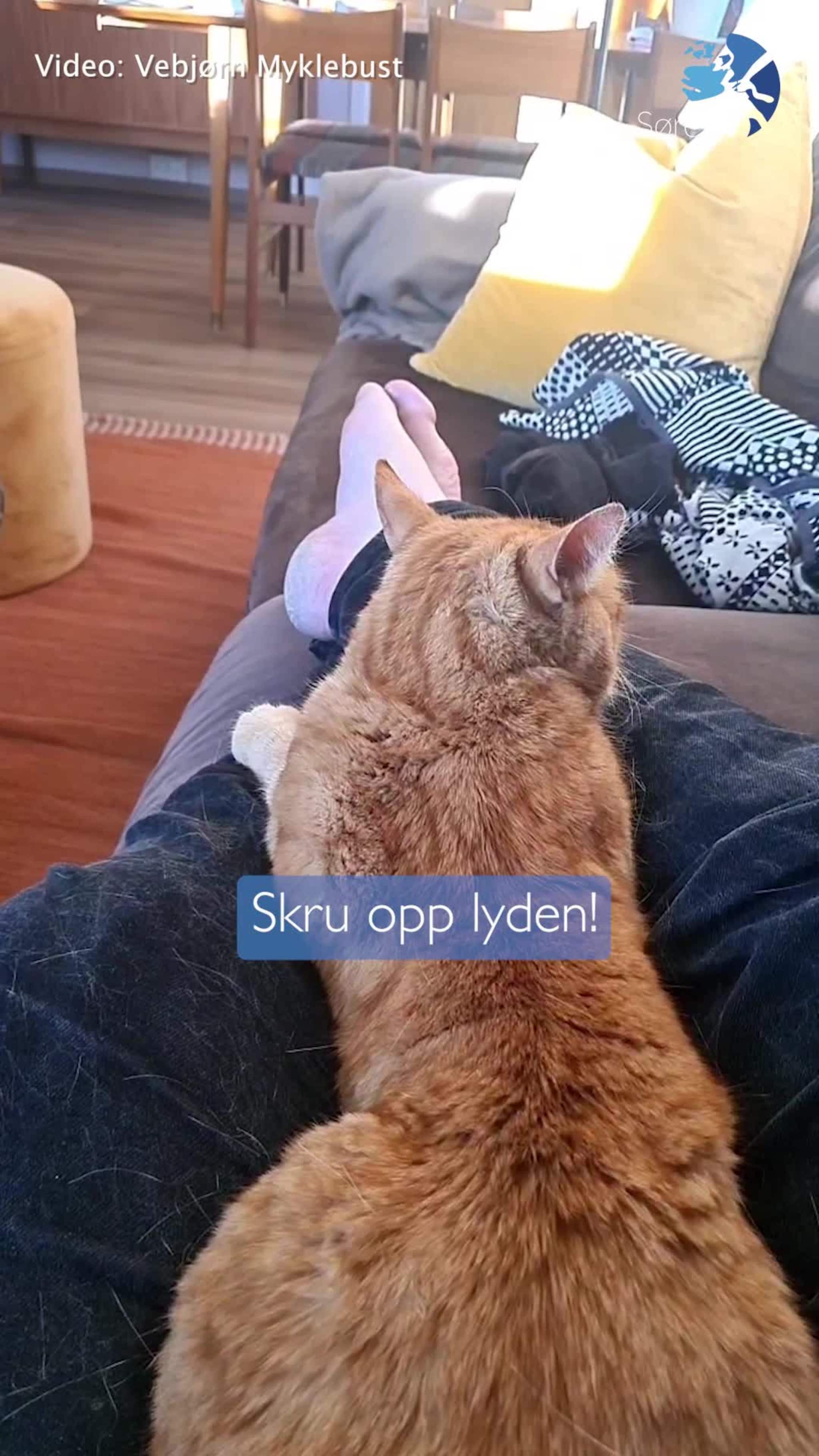 Søt maling frå katten - eller?