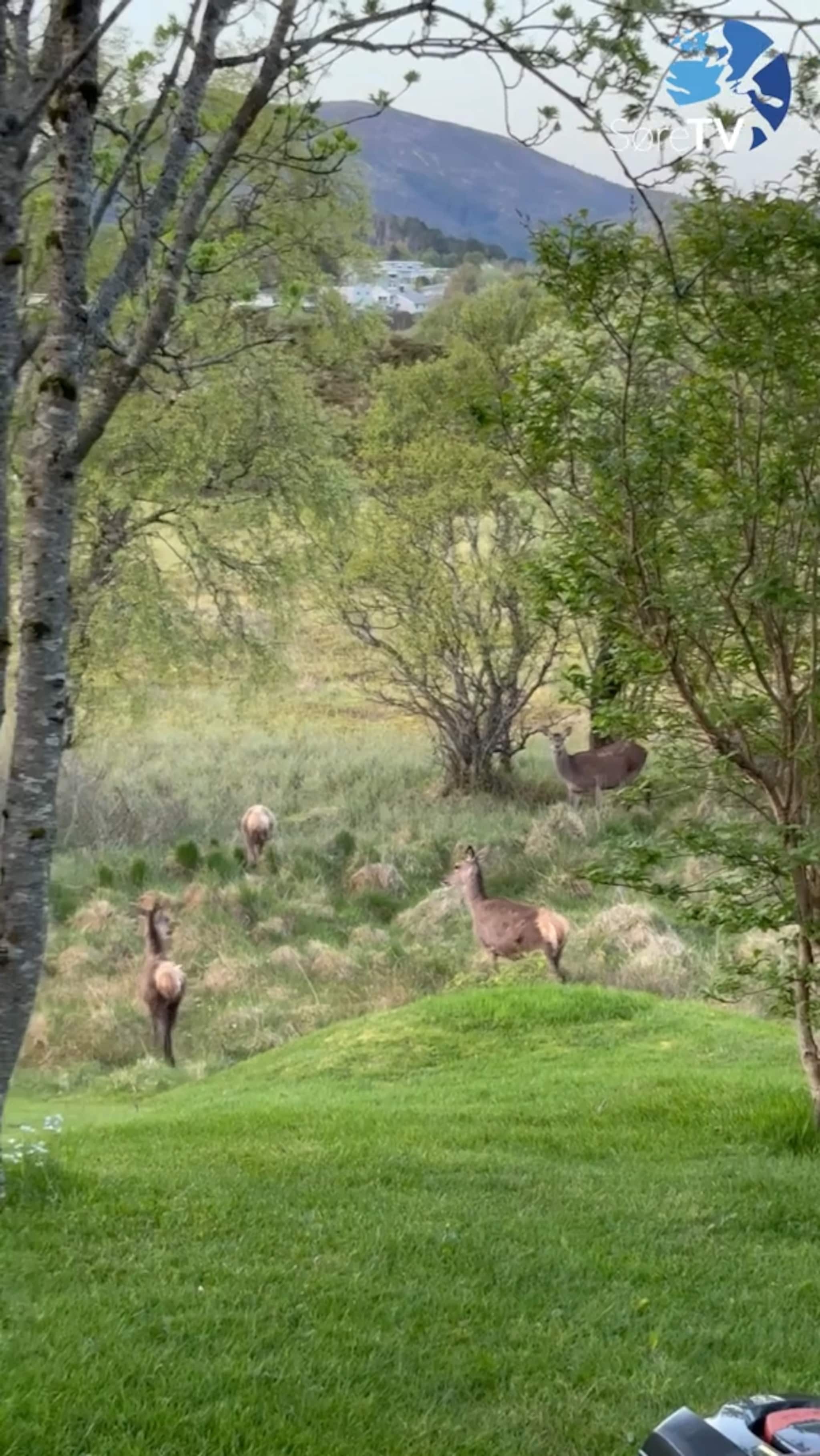 Fekk storfint besøk av 15 hjort