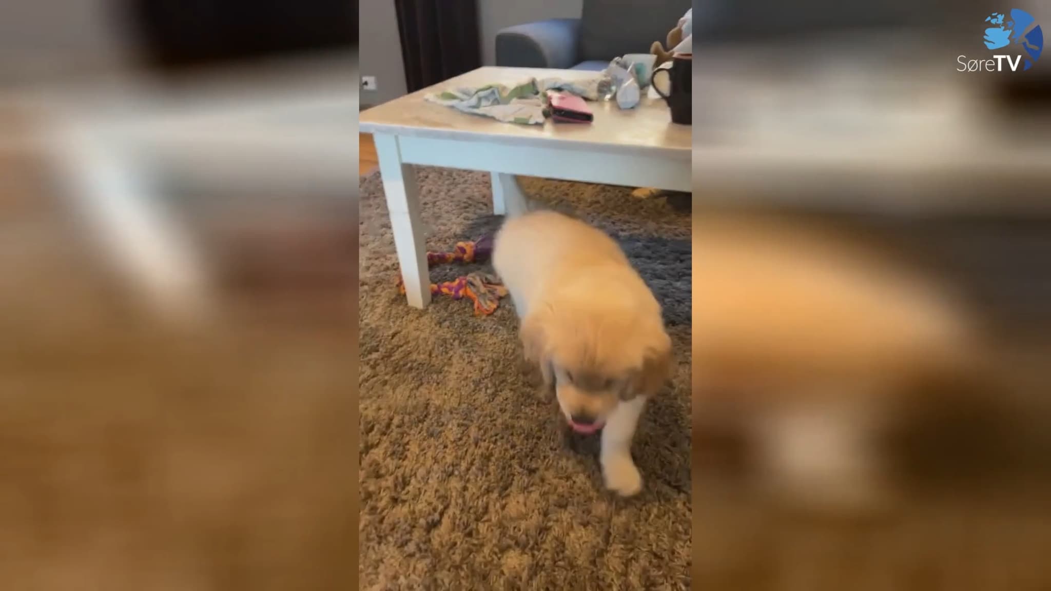 Hunden Sputnik