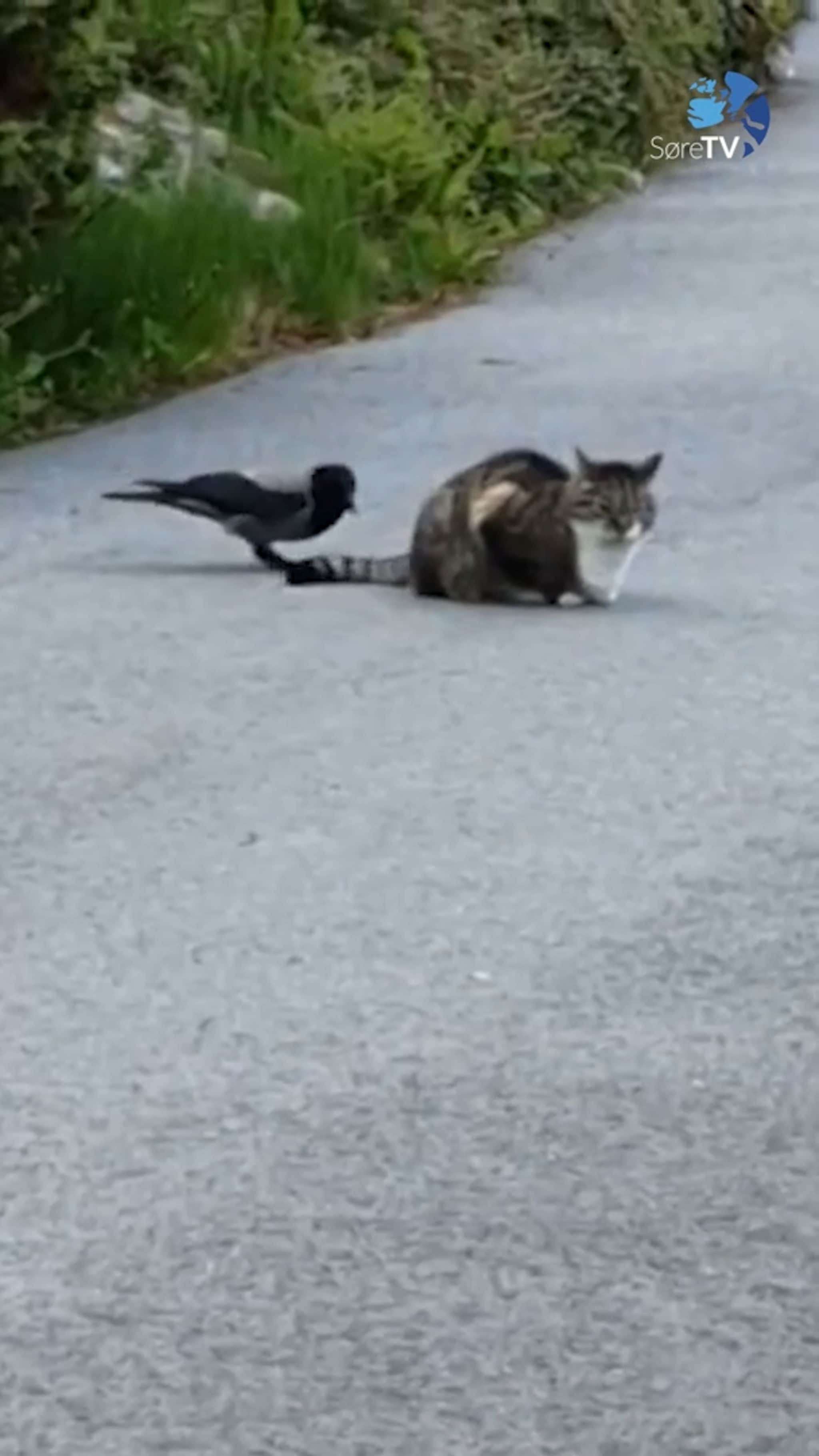 Er det ertekråke eller ertekatt?
