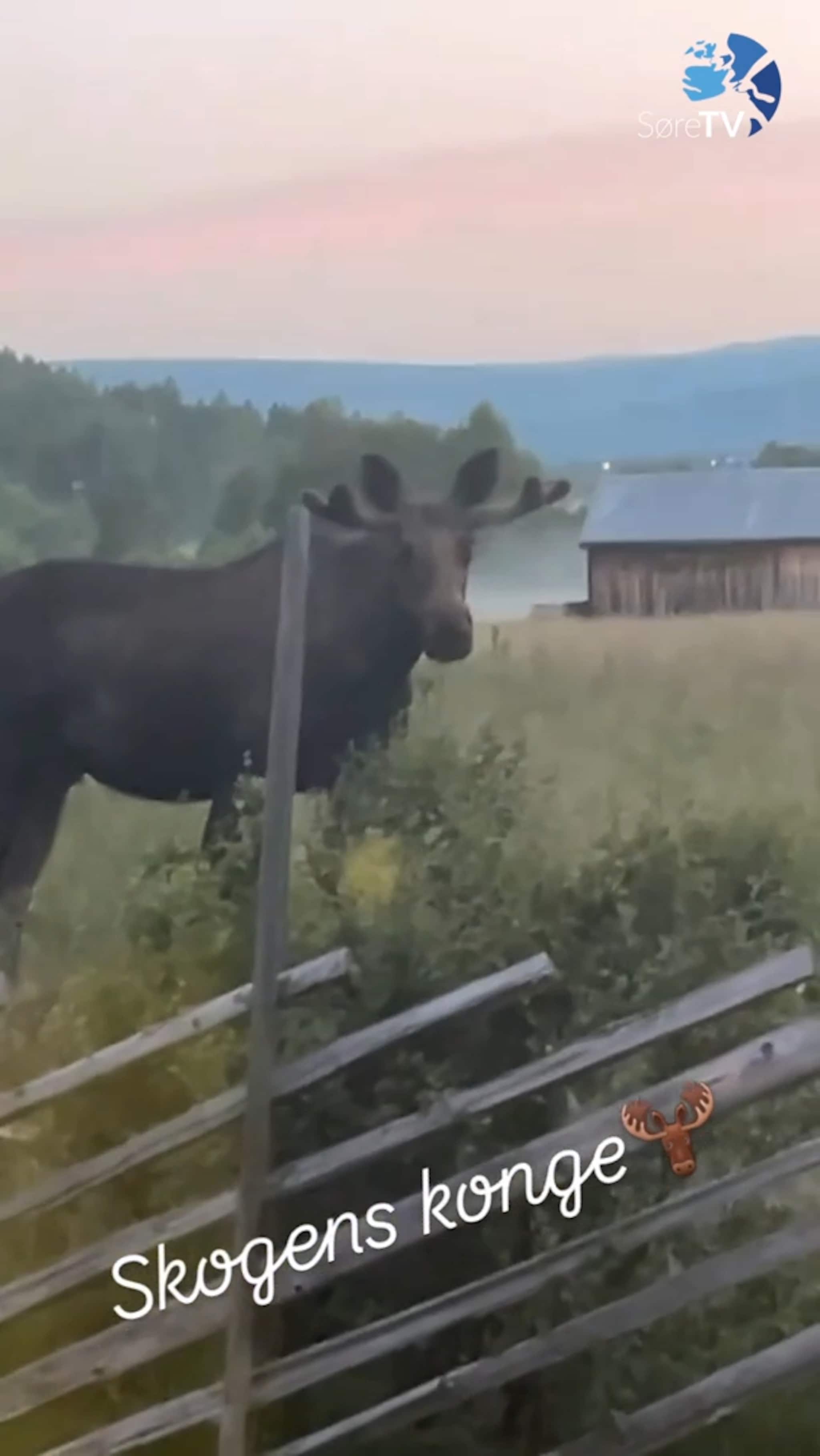 Skogens konge kom på besøk