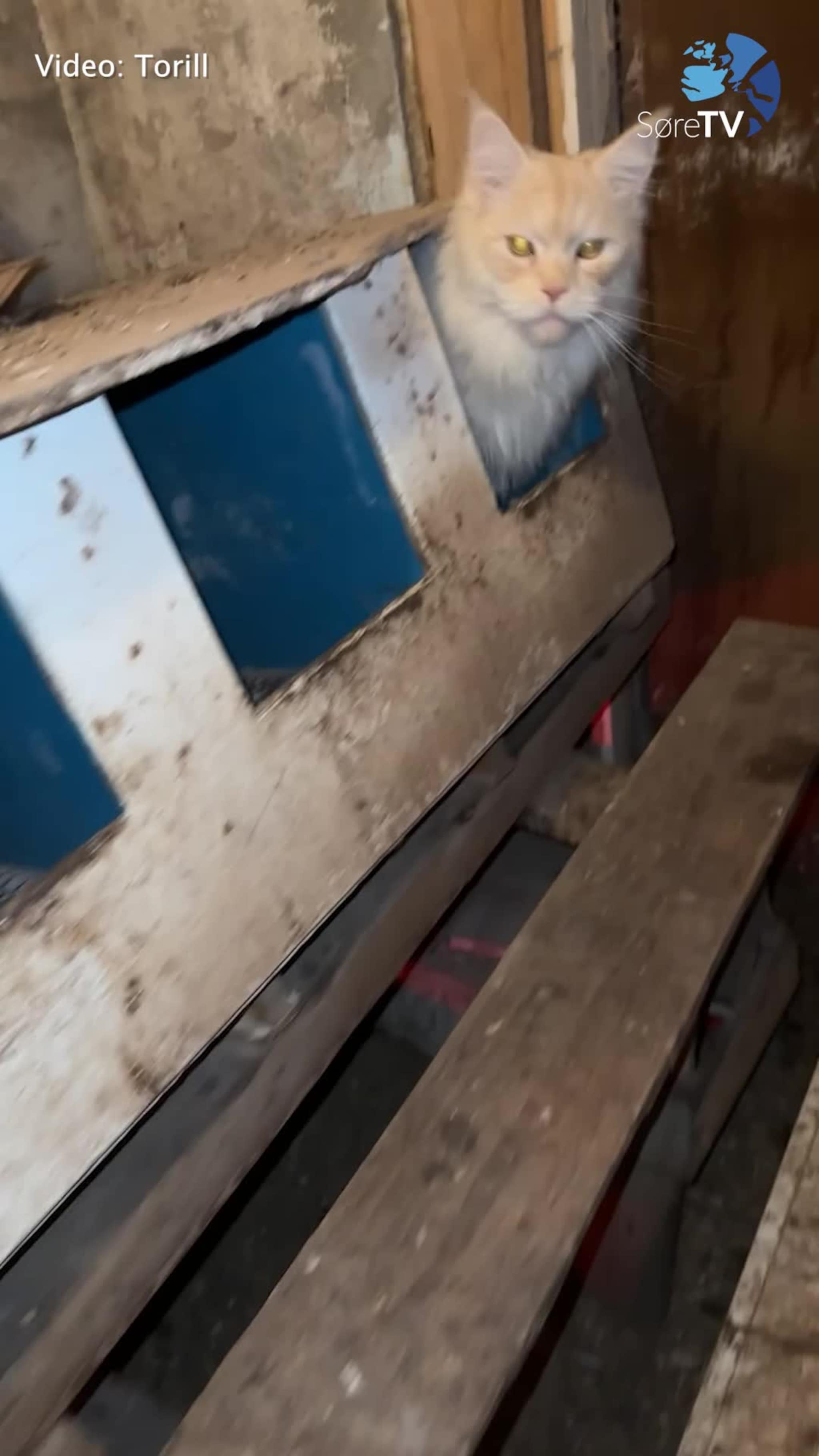 Sjå den spesielle høna