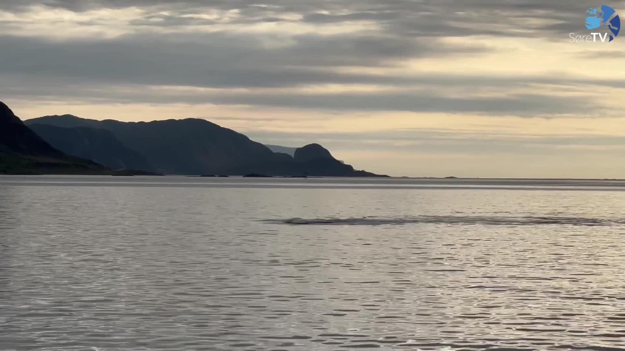 Grindkval i Herøy