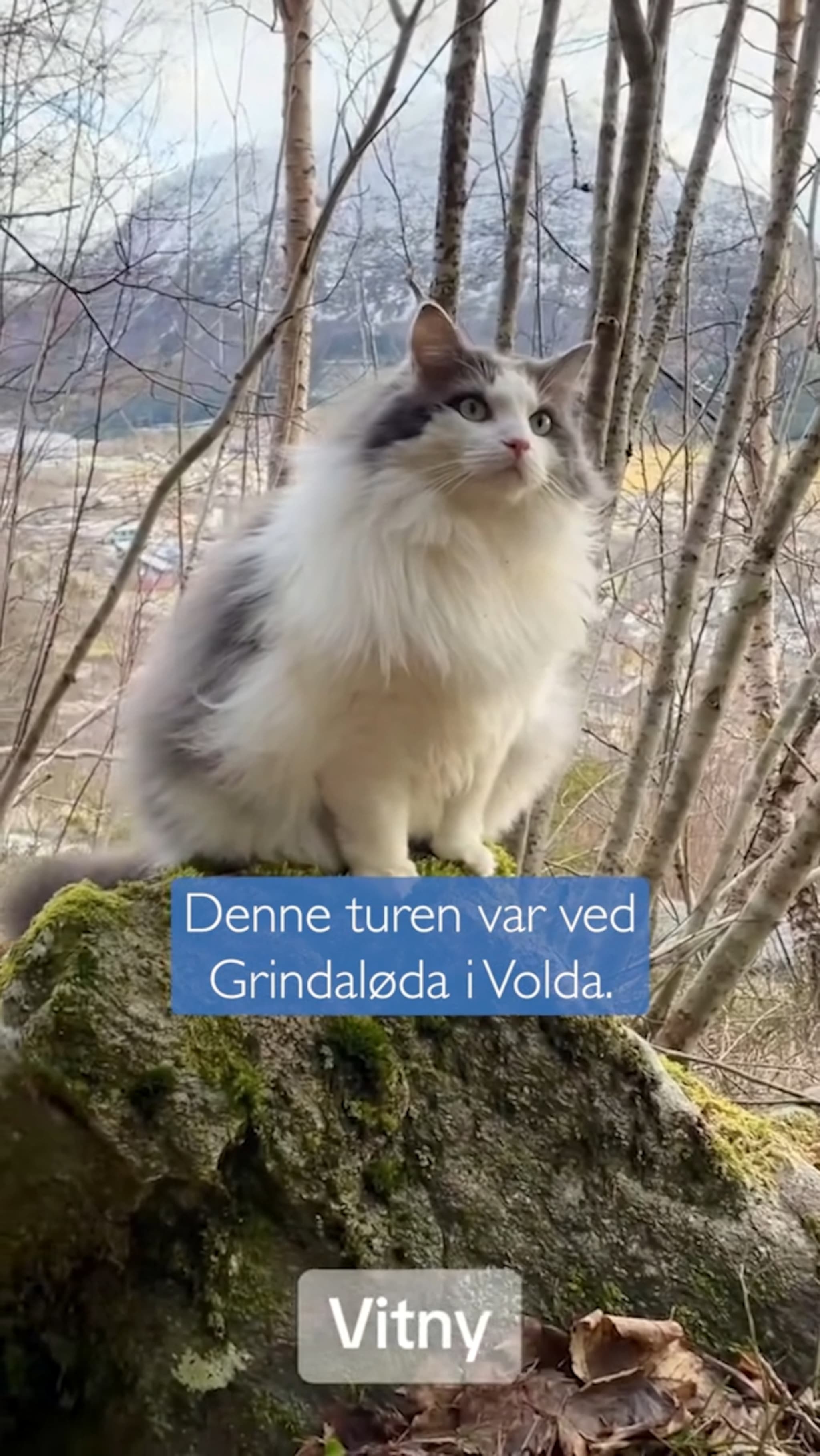 "Skogens dronning" på tur