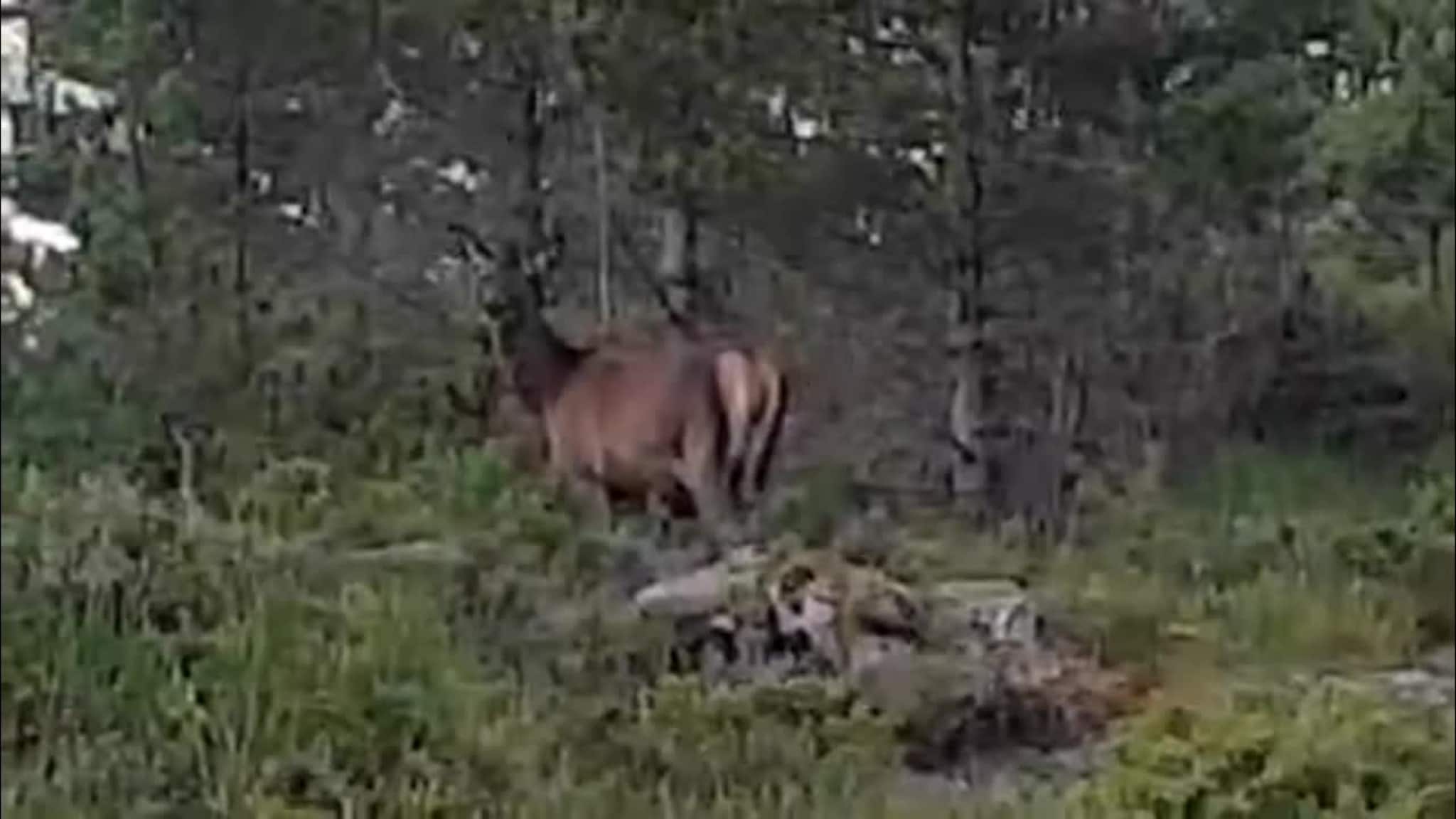 Hjortejakta er i gang