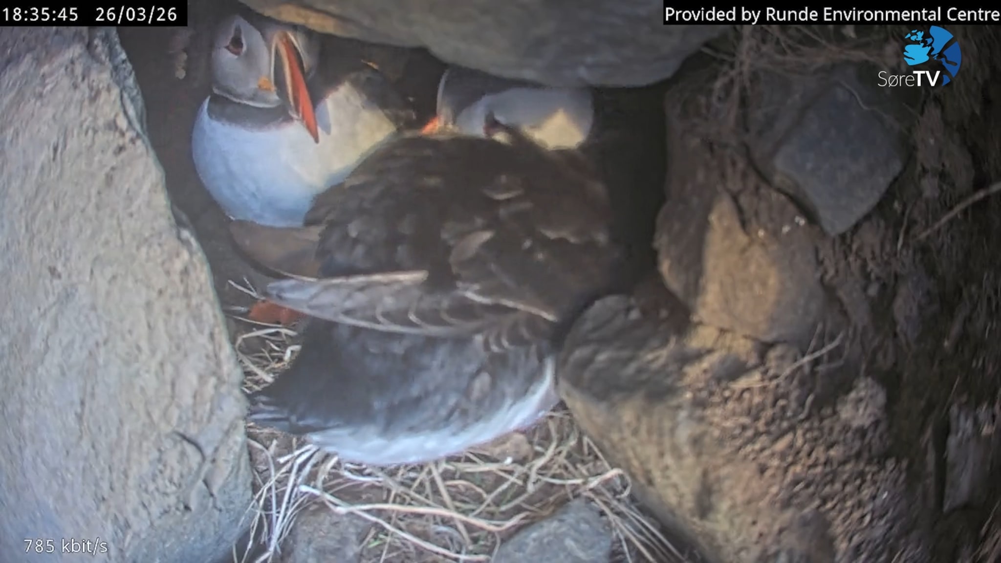 Her kosar dei seg i reiret