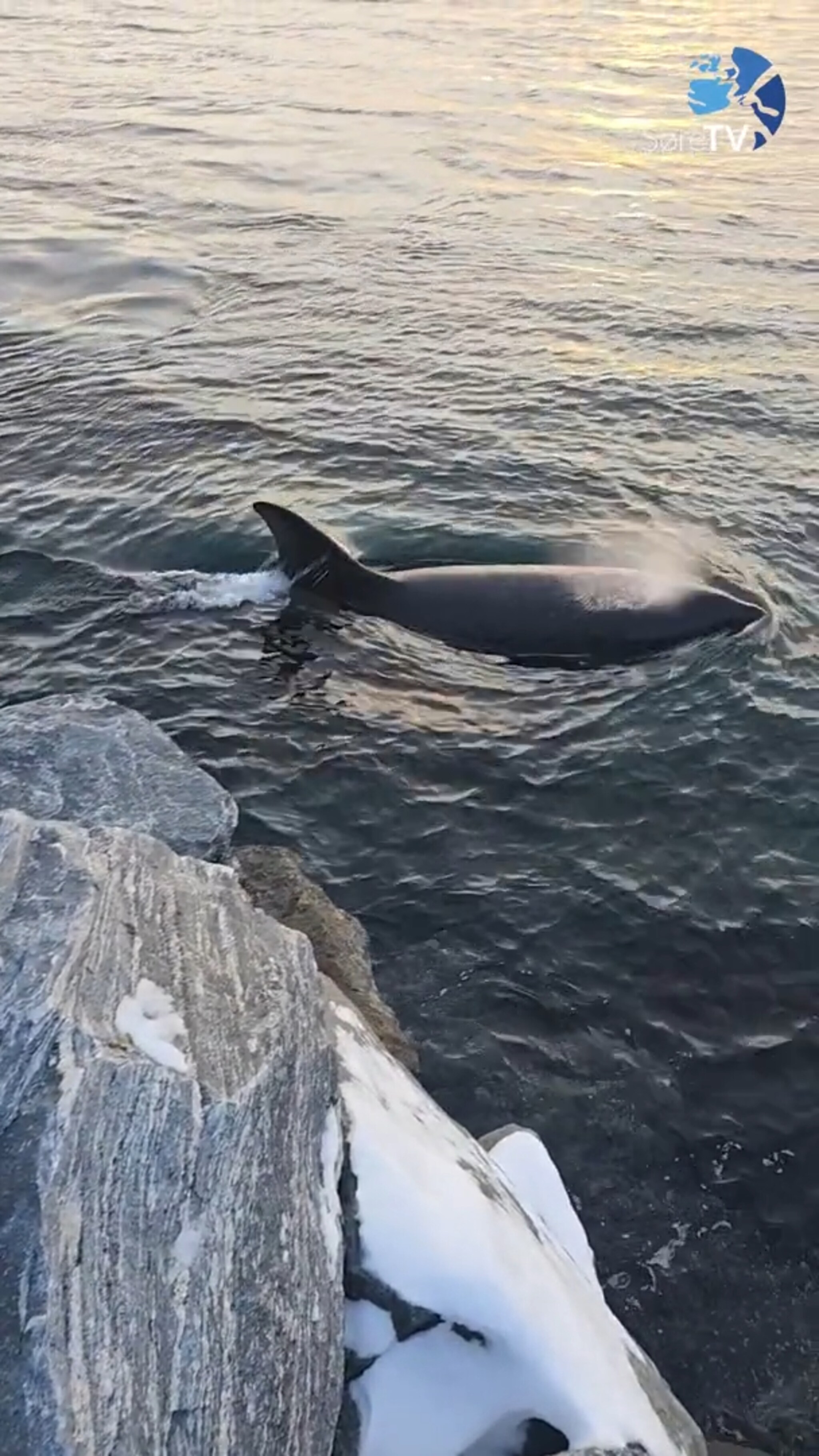 Sjå kor nære dei var