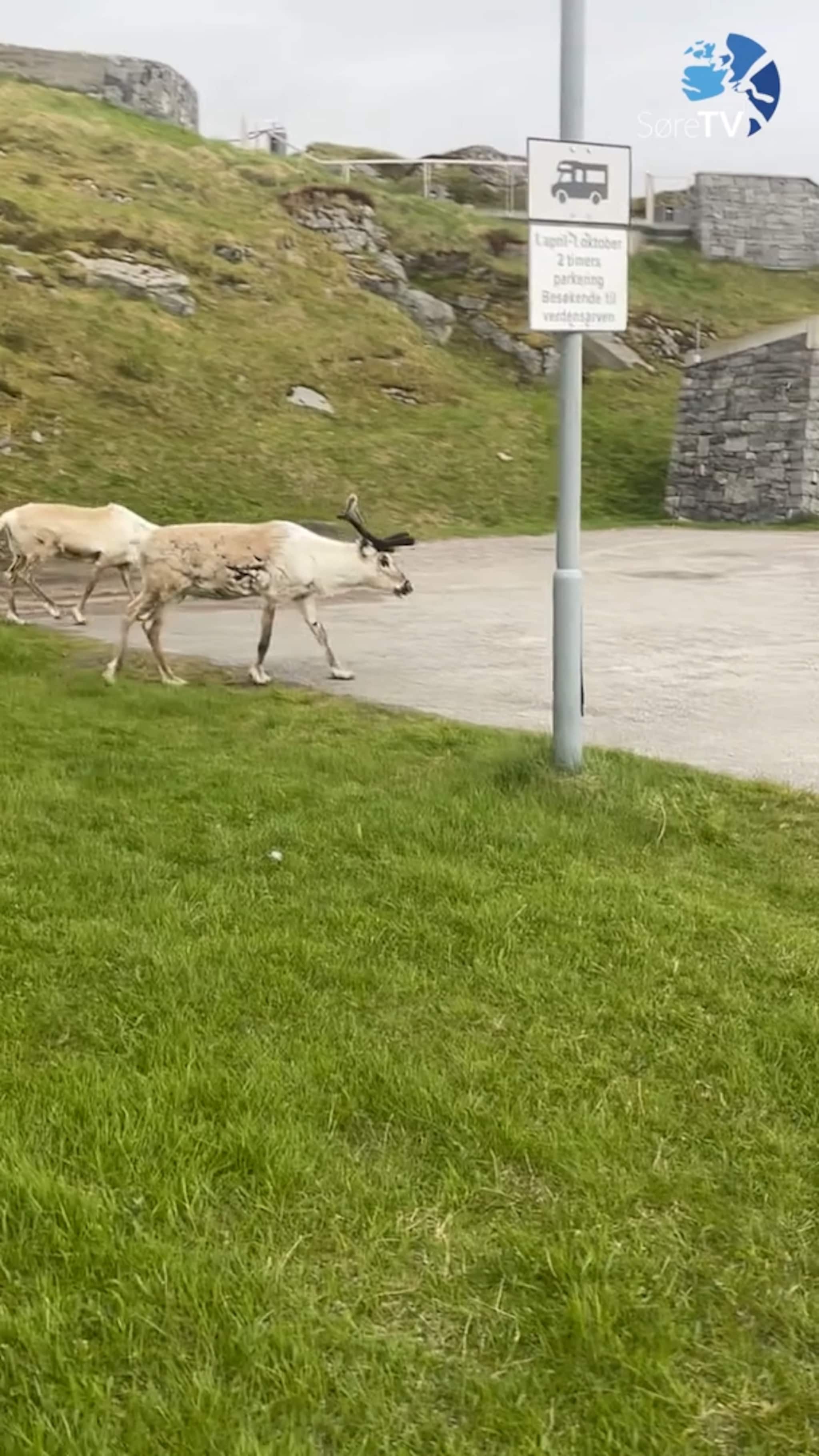 Her er Rudolf og kompisen på tur