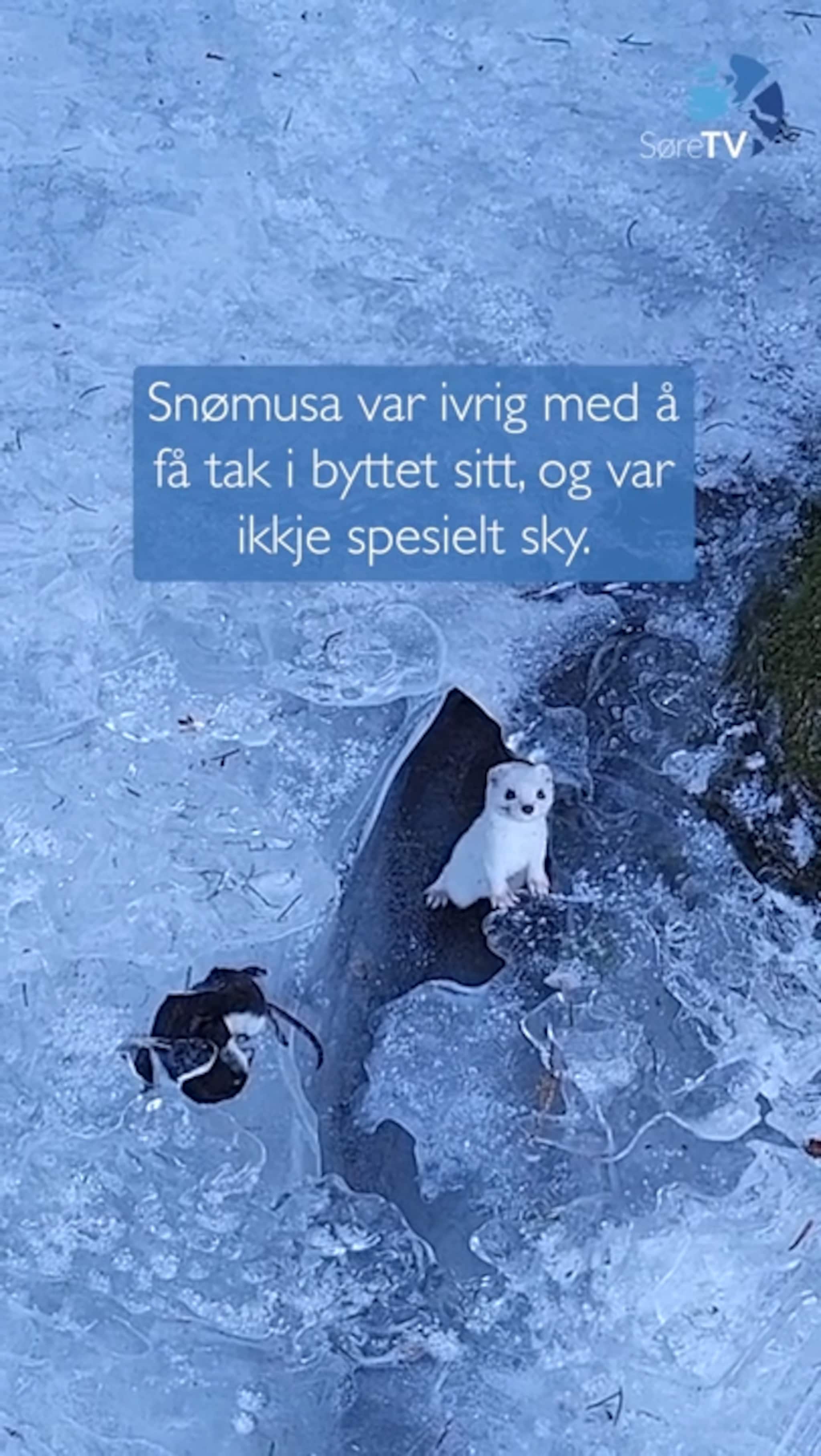 Møtte på ivrig snømus ved bekken