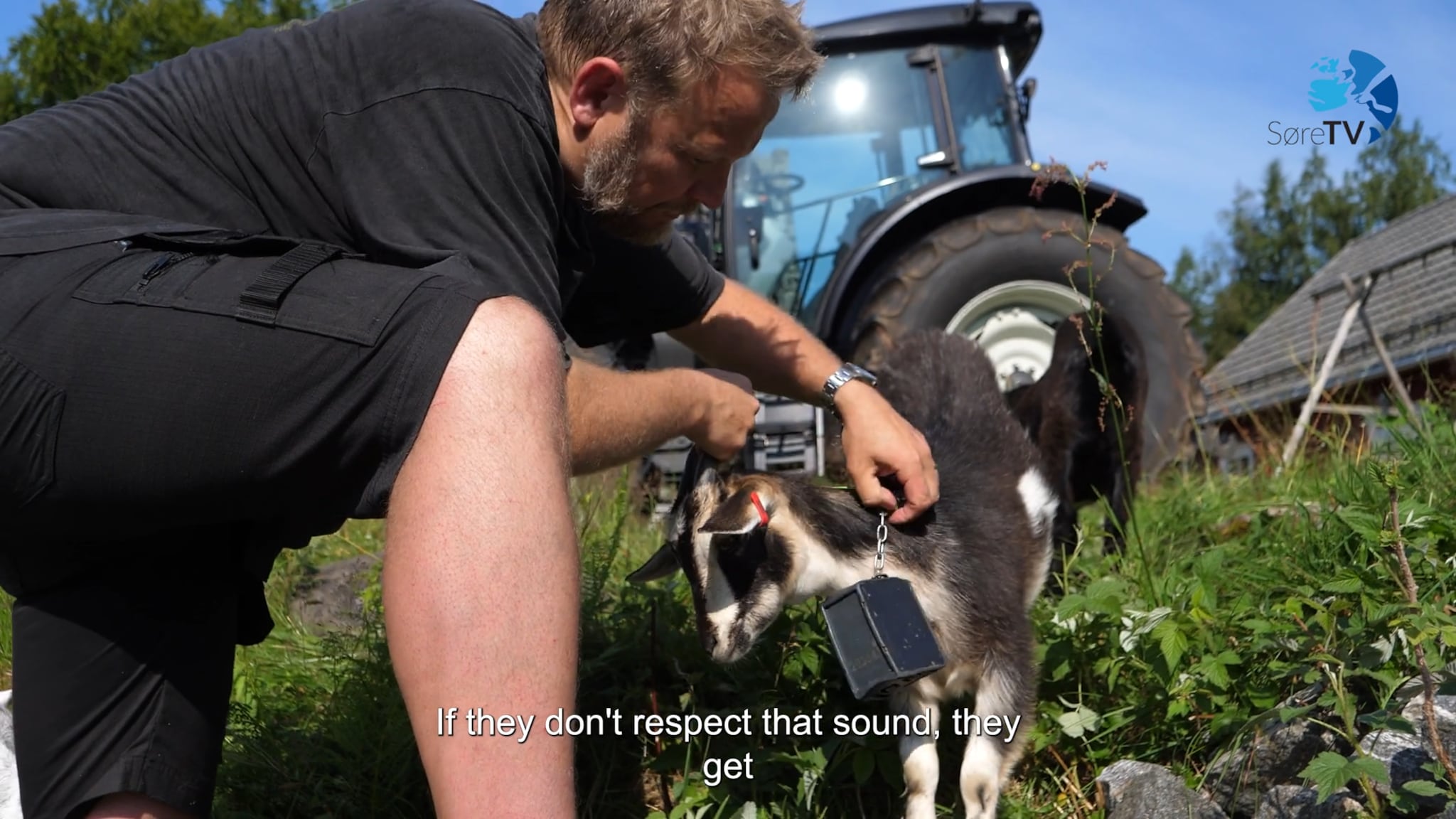 Farm Stories: the rent-a-goat business