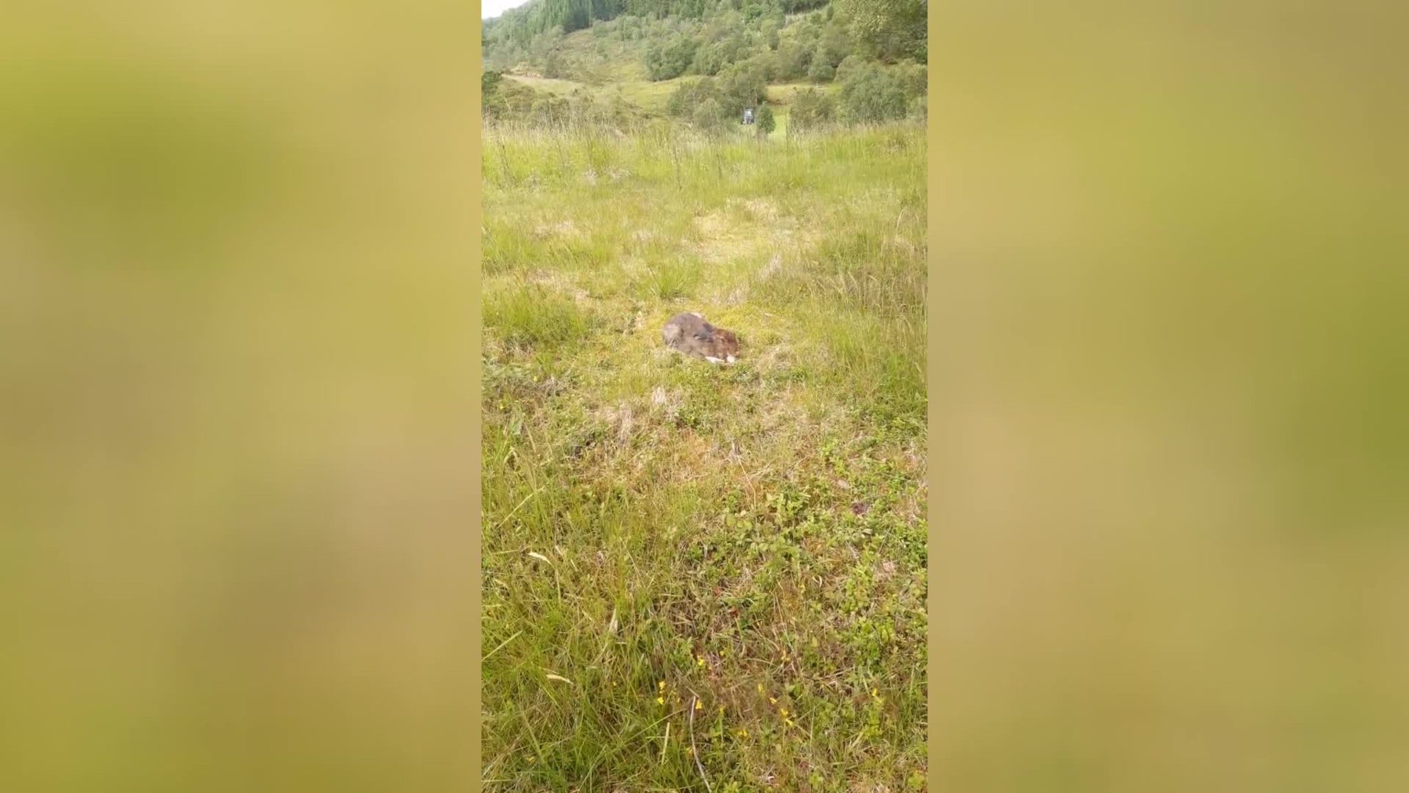 Hare på Gurskøya