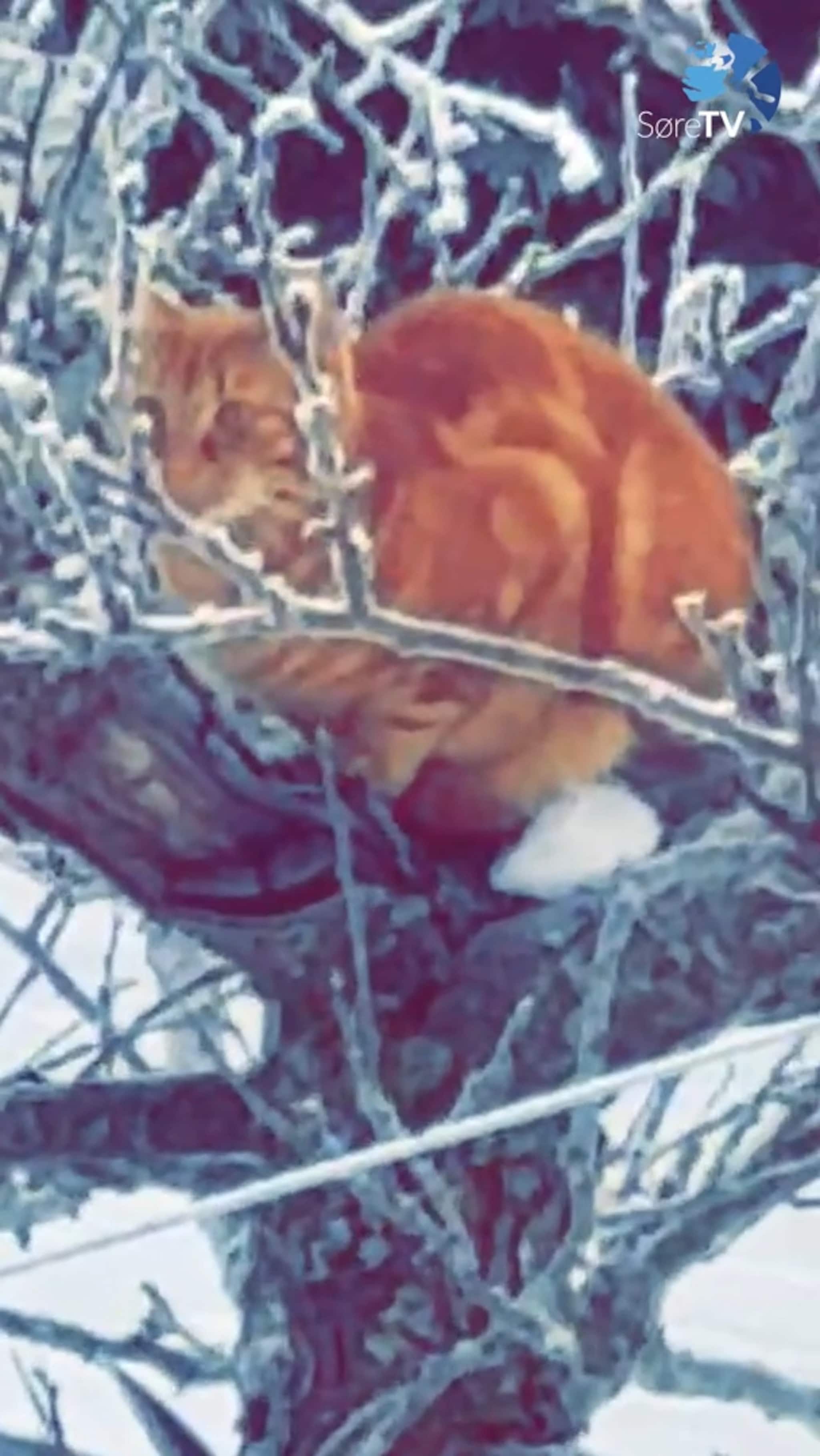 Ingen fuglar vart skada