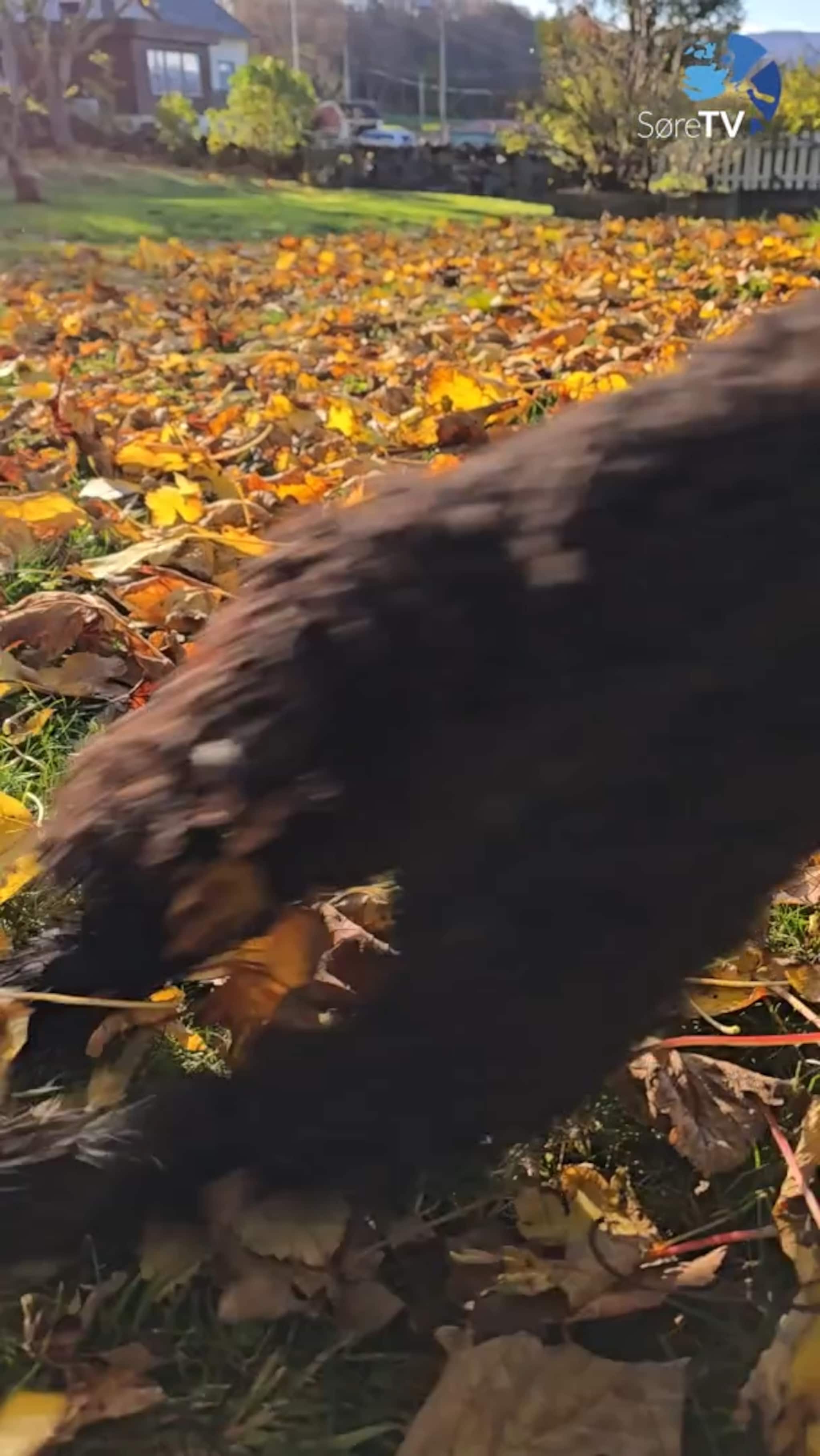 Har du sett slik fart?