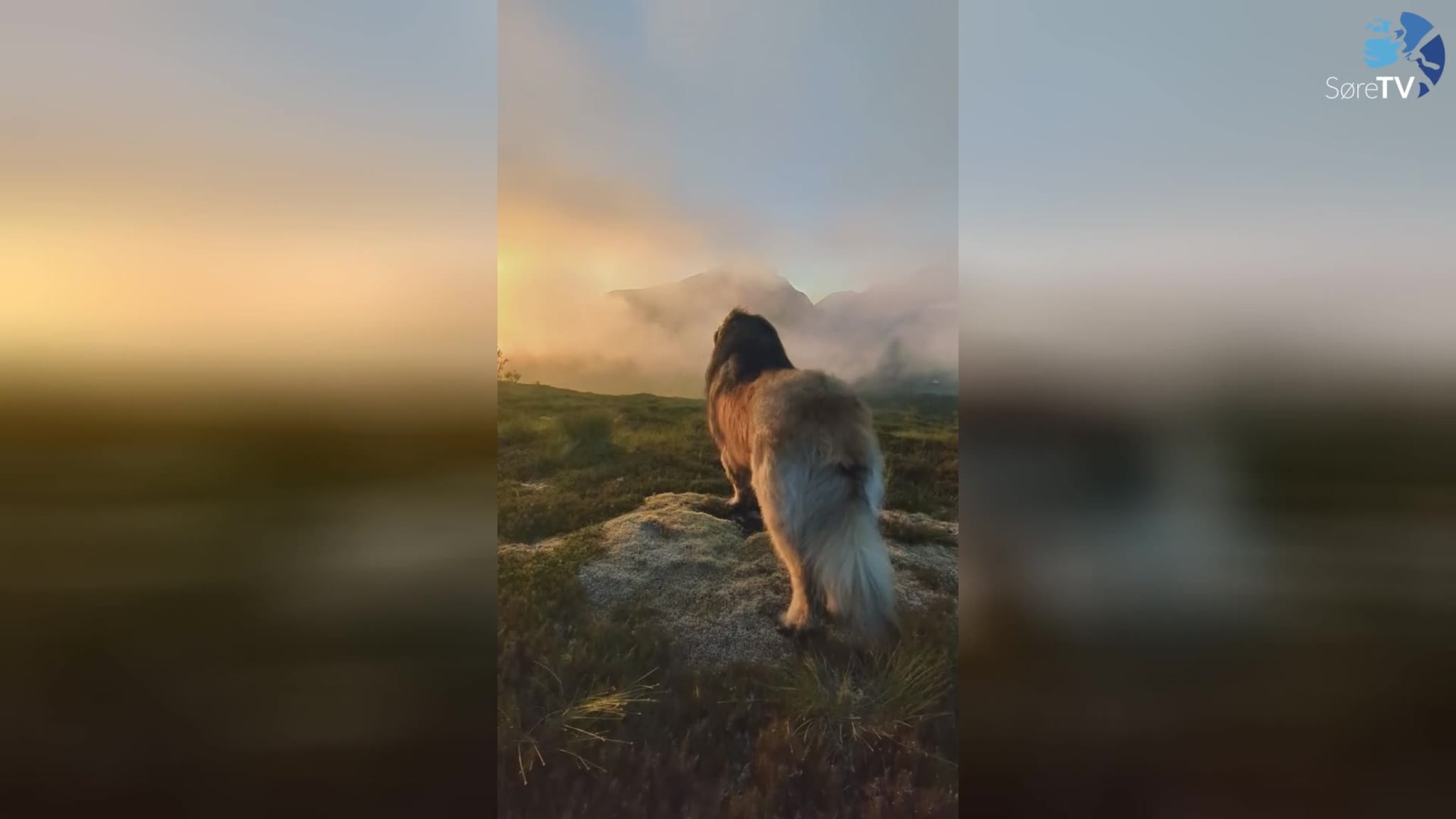 Ida Maria var på tur med hunden sin i skodda