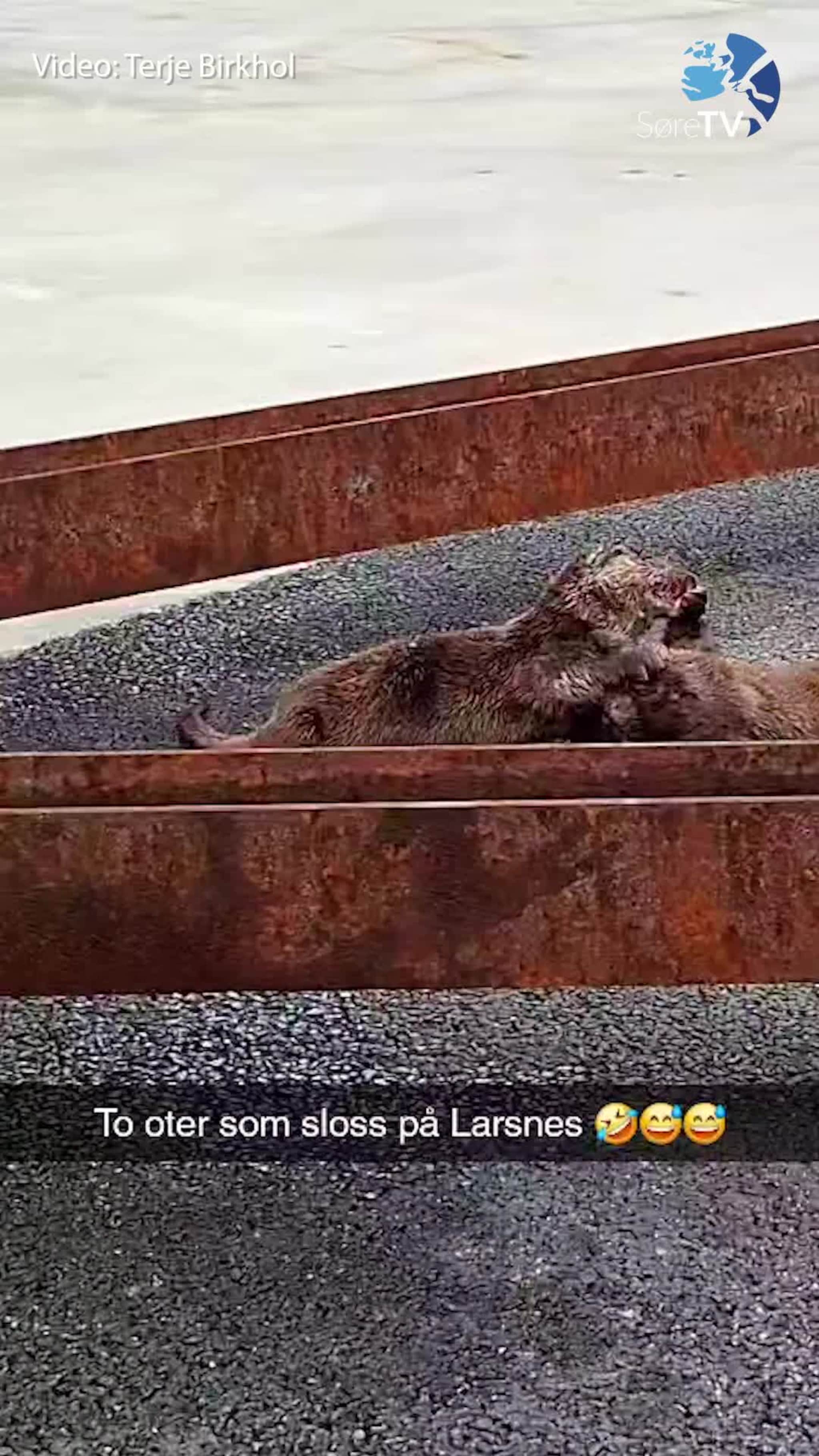 Slåstkamp på Larsnes
