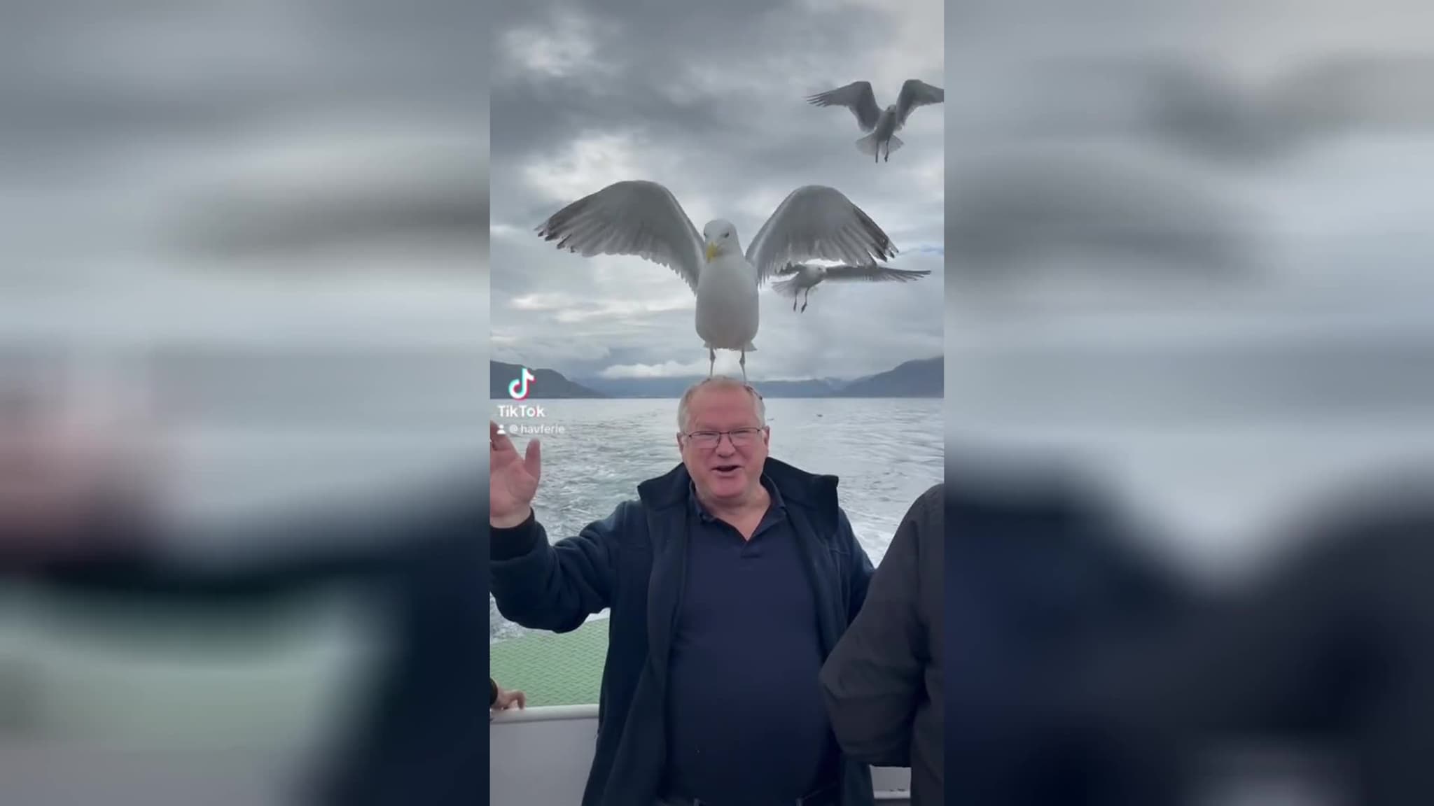 Sjekk denne måsefilmen