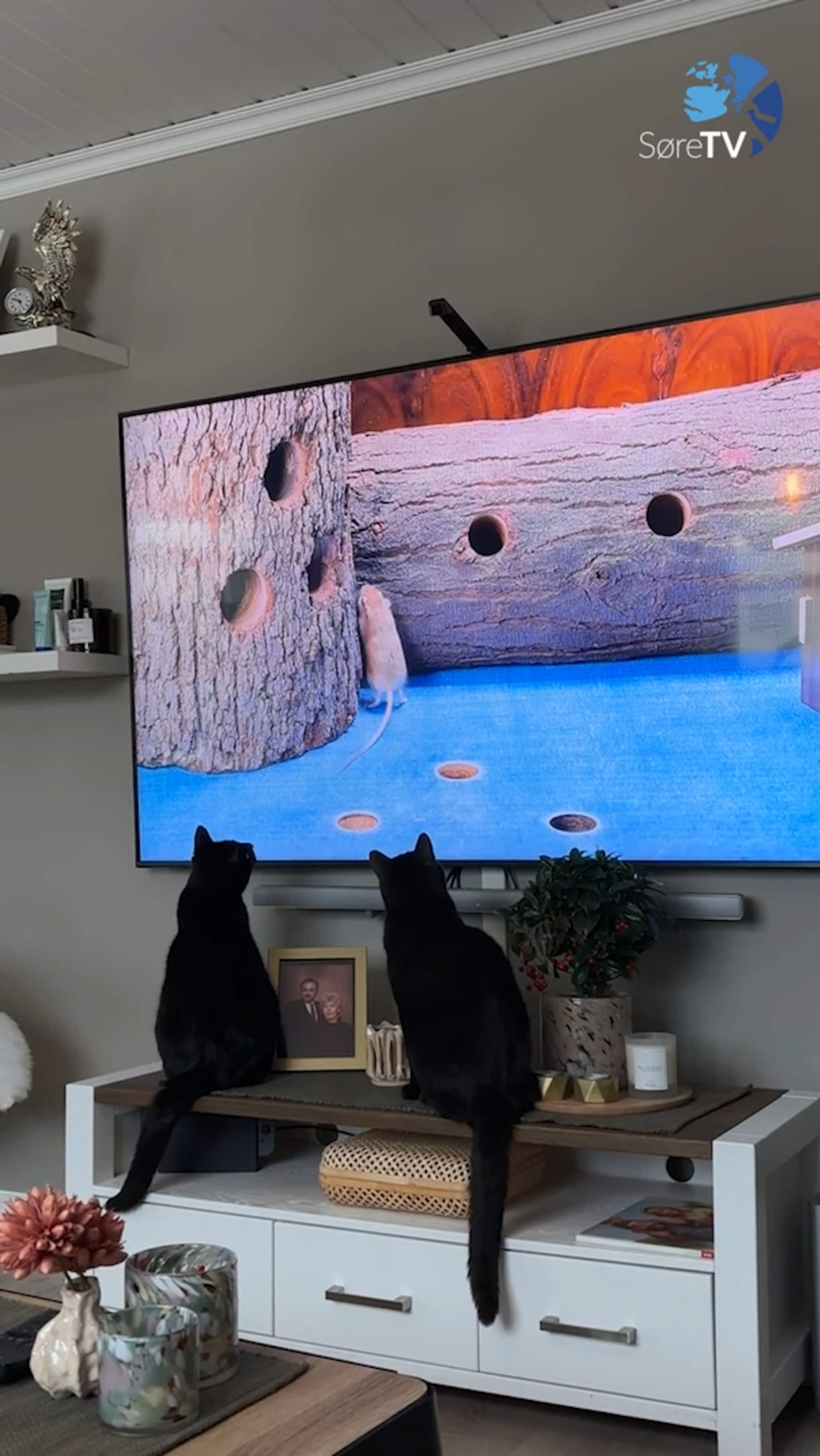 På "fjern-jakt" i stova