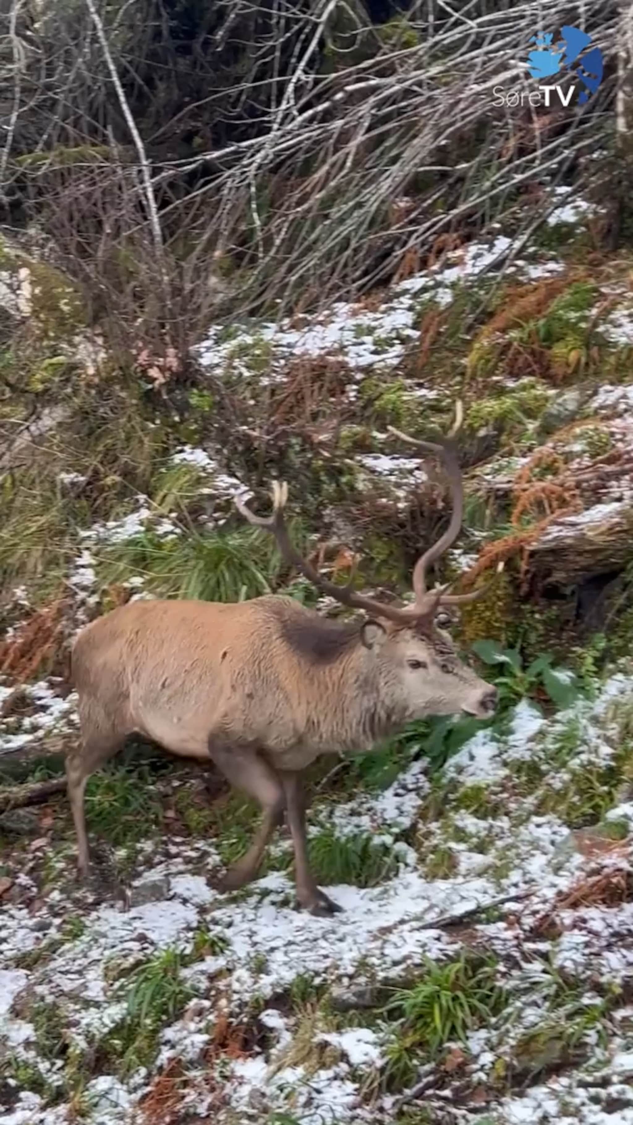 Iver opplevde noko fantastisk