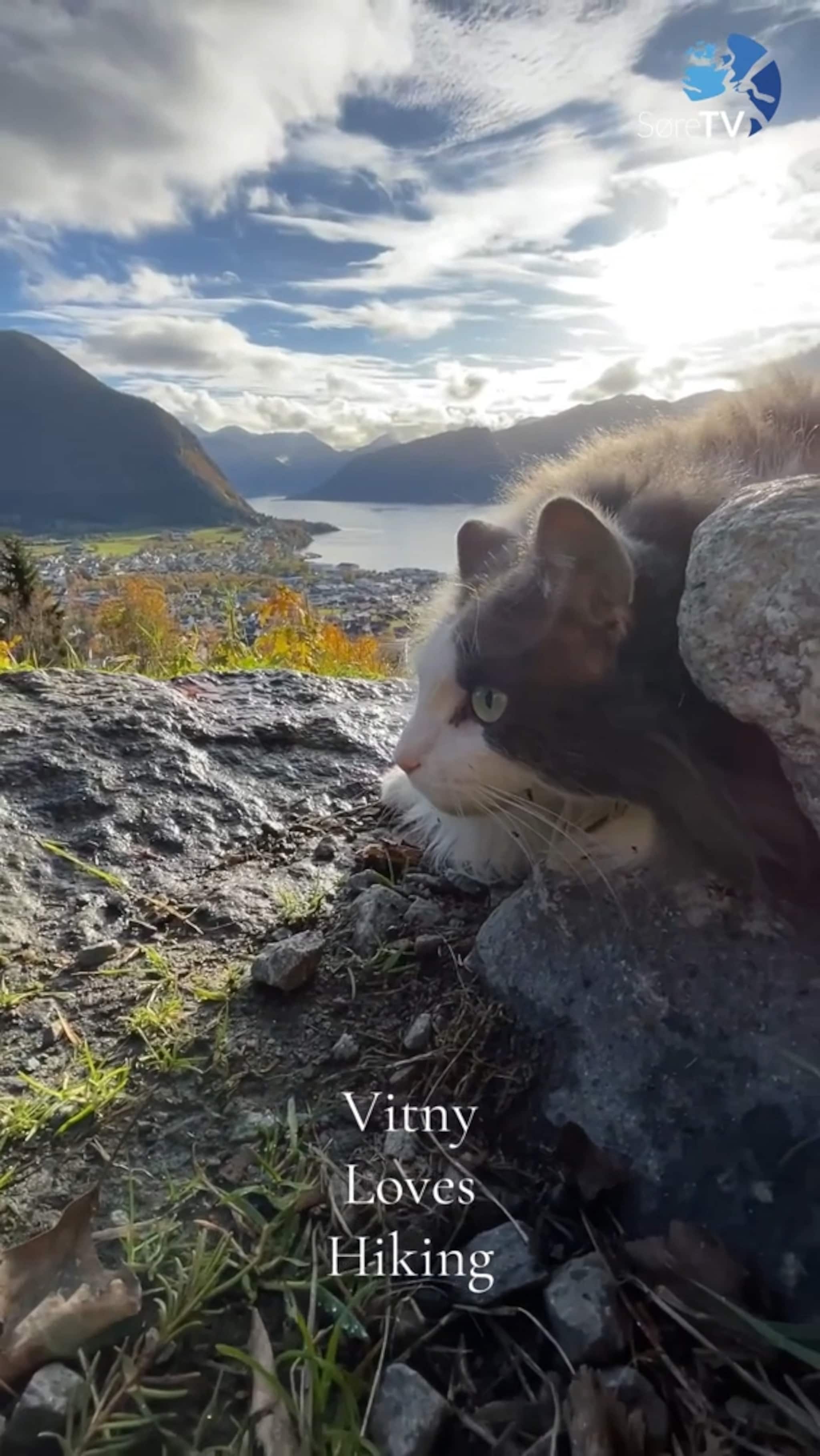 Vitny elskar å gå tur