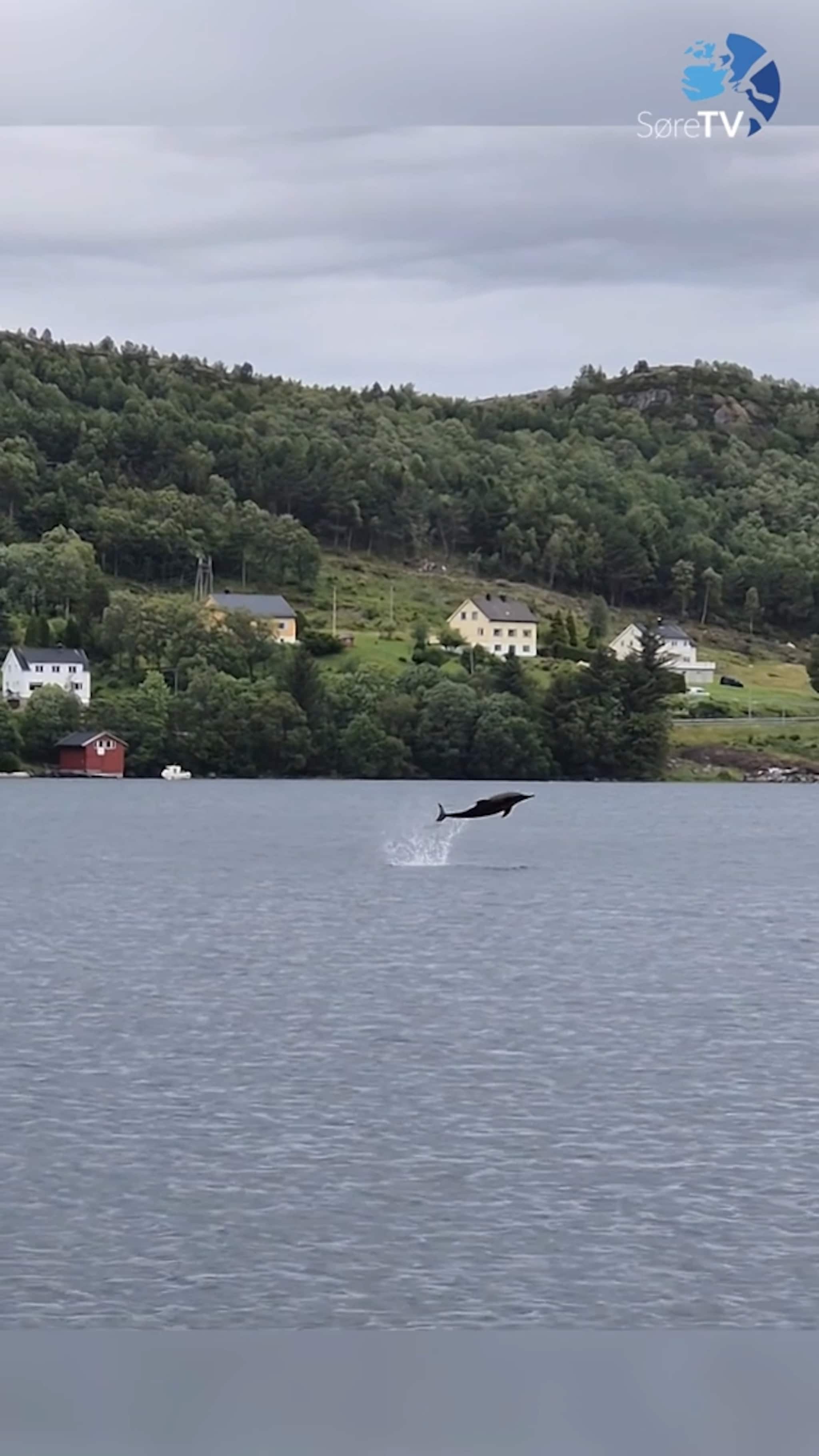 Kan dette vere delfinar?