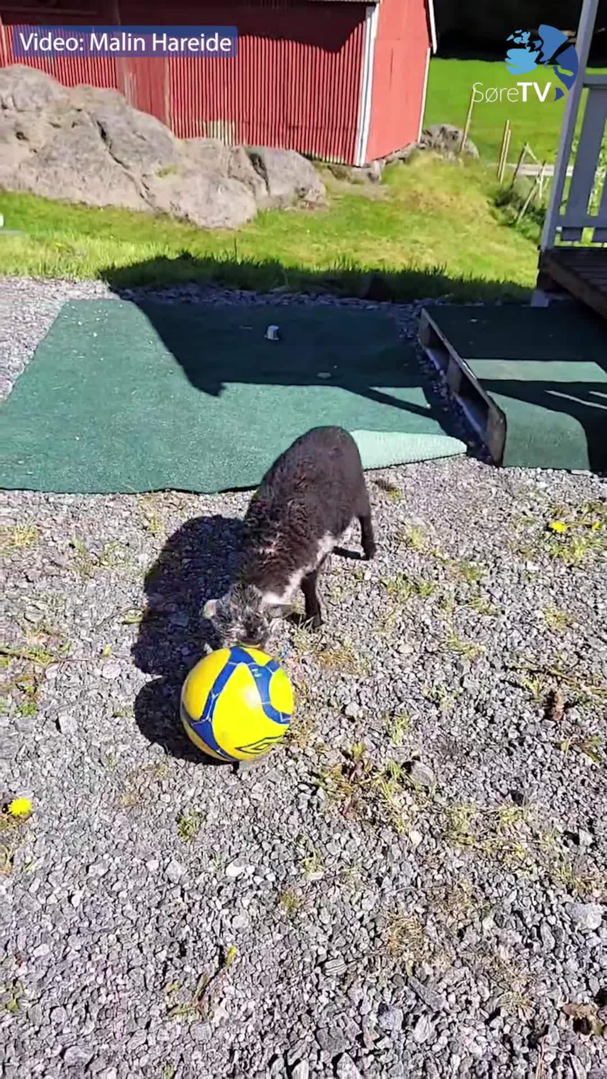 Sjå fotballtalentet
