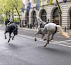 Kongelige hester løp løpsk i London – fem personer skadet