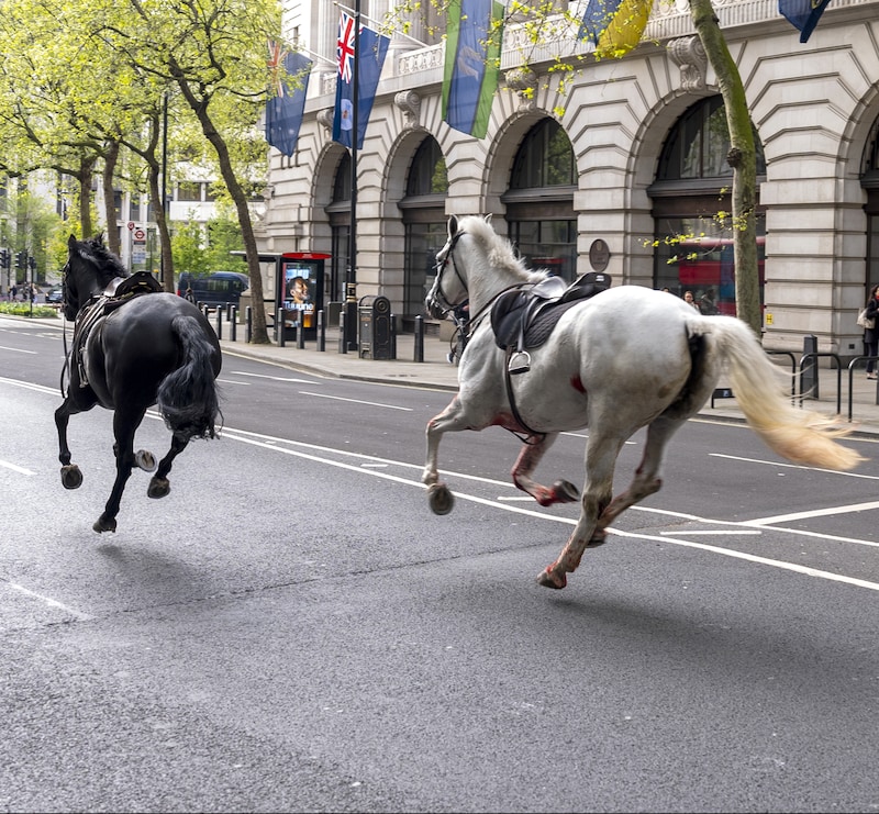 Kongelige hester løper løpsk i London
