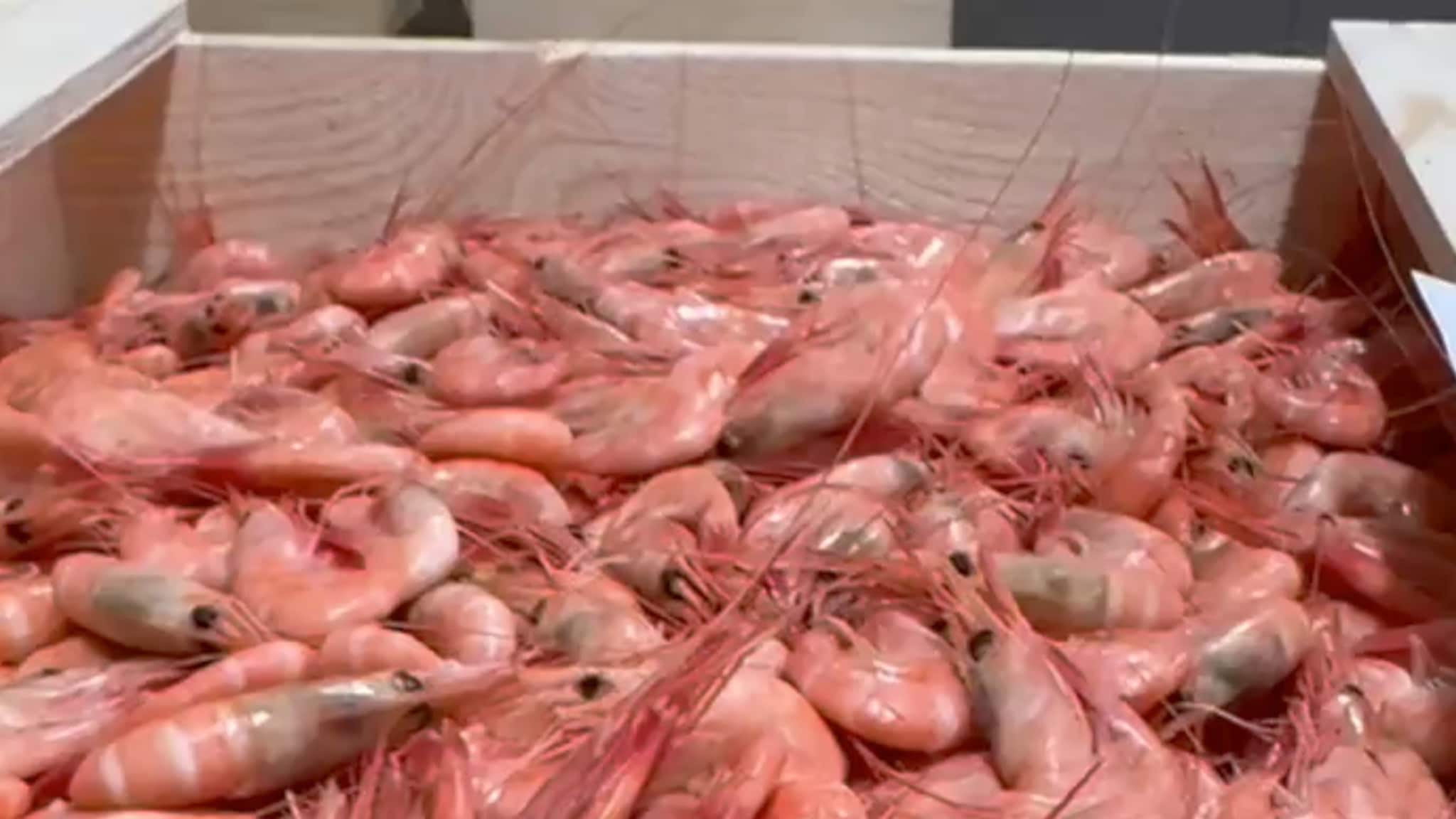 Rekefisket i Nordsjøen og Skagerrak stoppes midt i sesongen