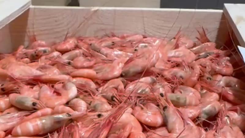 Eventyrfiske stanses midt i høysesongen