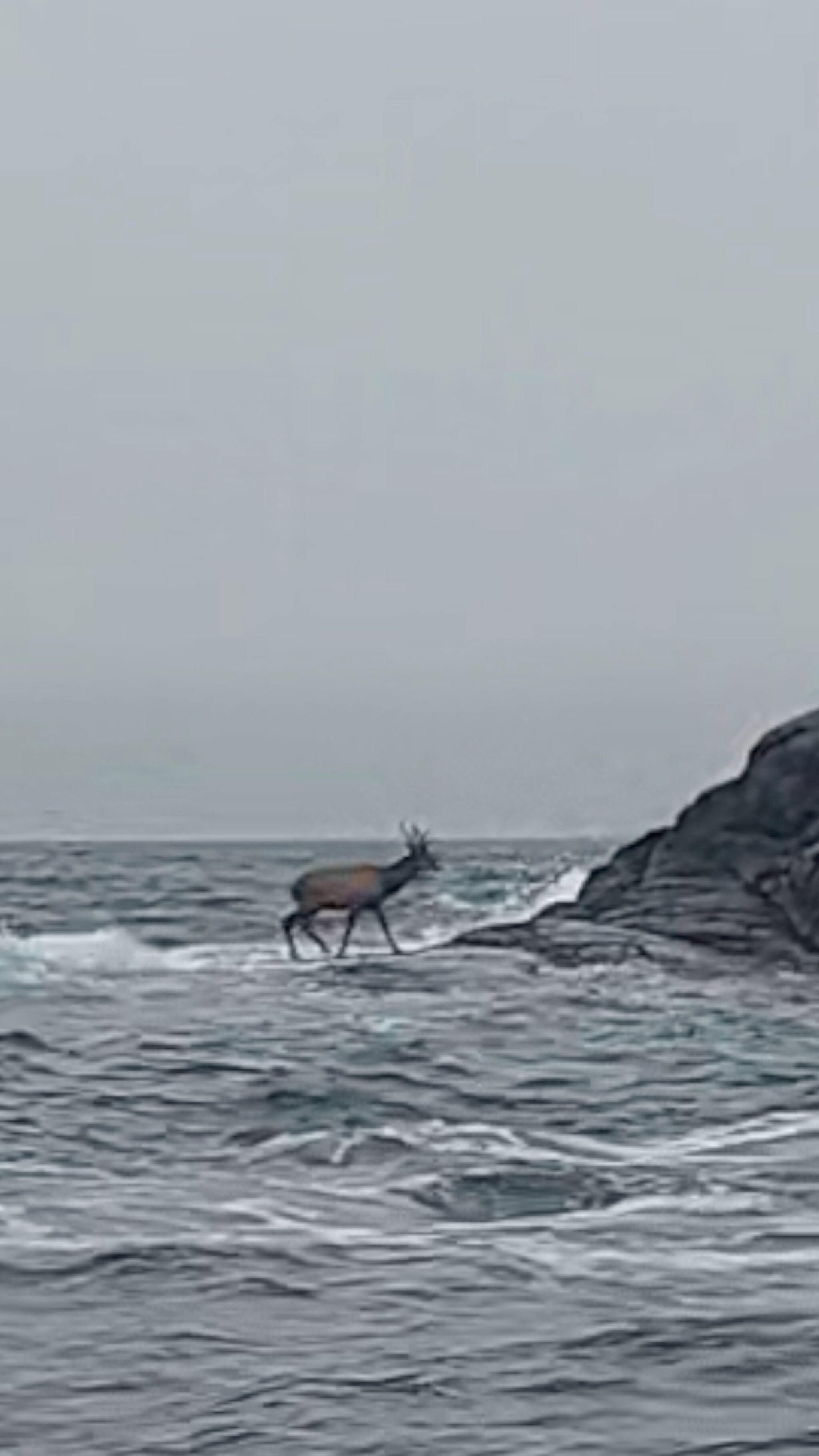 Hummerfiskere fant utslitt hjort langt ute på havet
