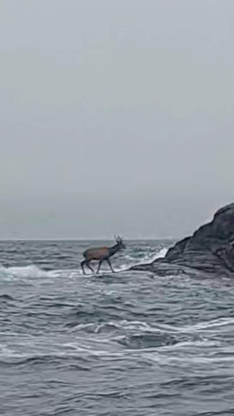 Sjokkbilder fra havet: – Aldri sett noe lignende